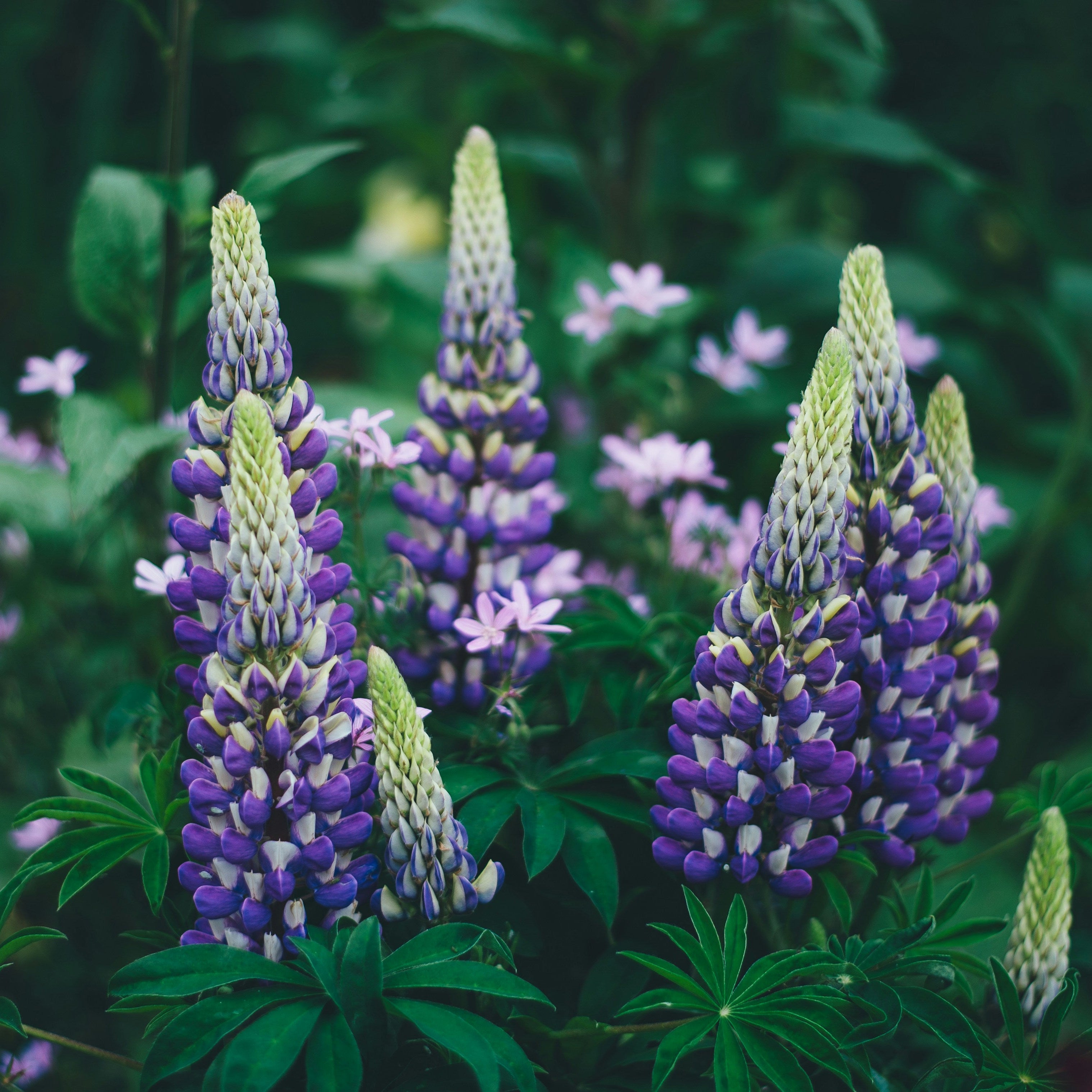 5 Perennials to Plant in Late Summer