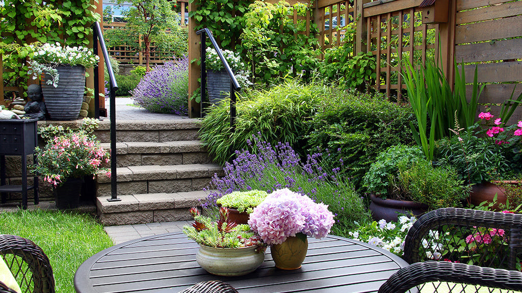 How To Create a Low-Maintenance Drought Tolerant Garden