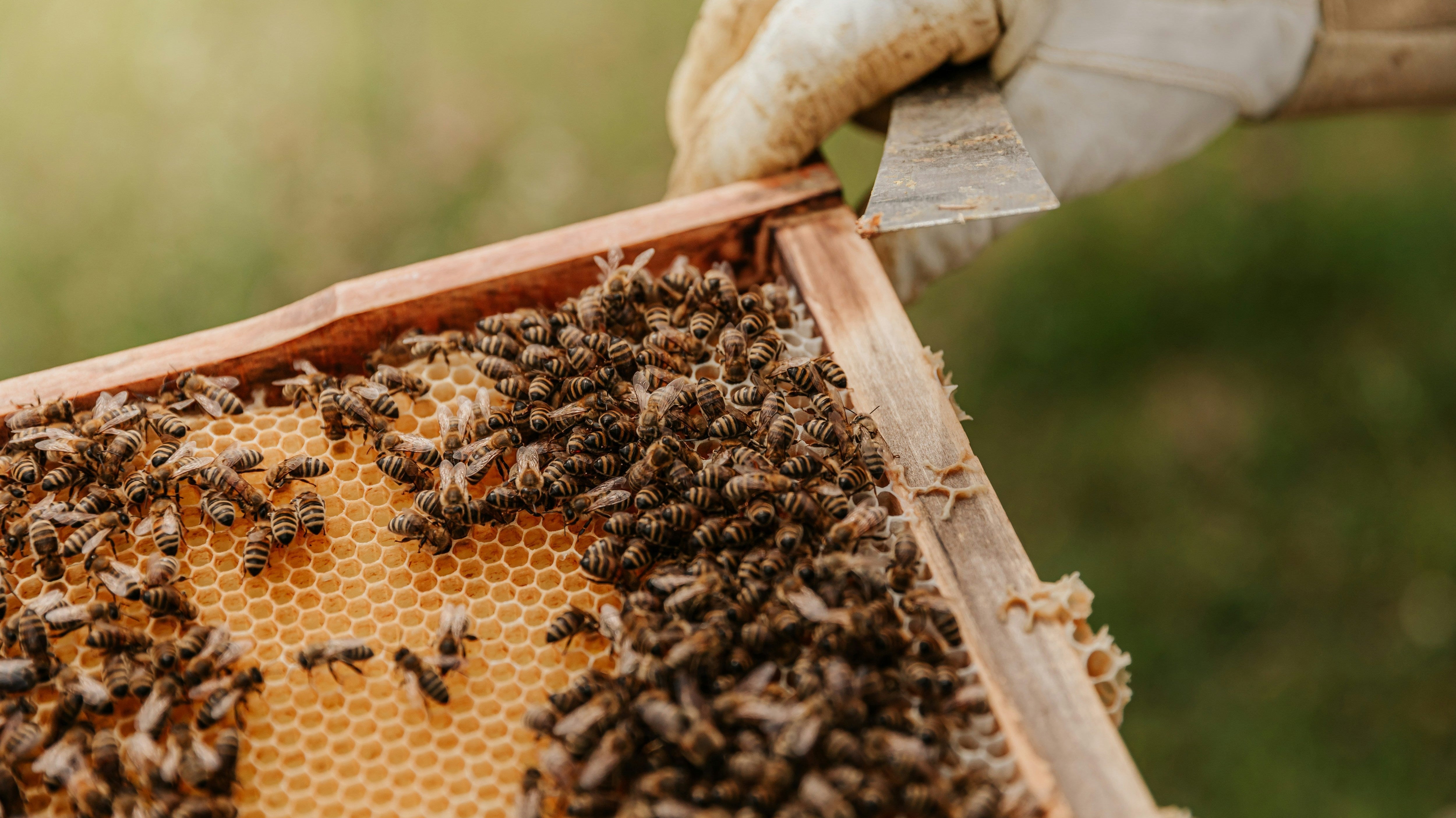7 Plants Bees Love for Your Garden