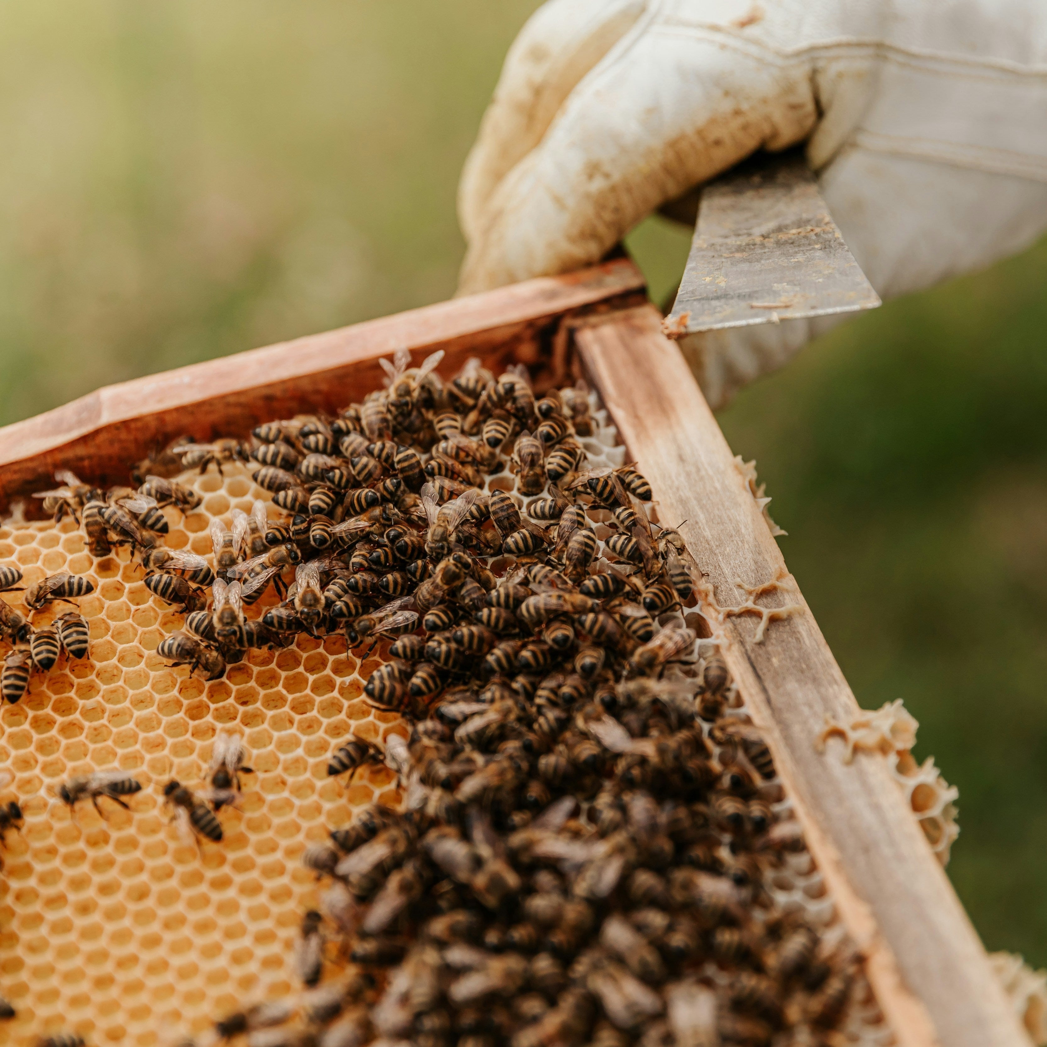 7 Plants Bees Love for Your Garden