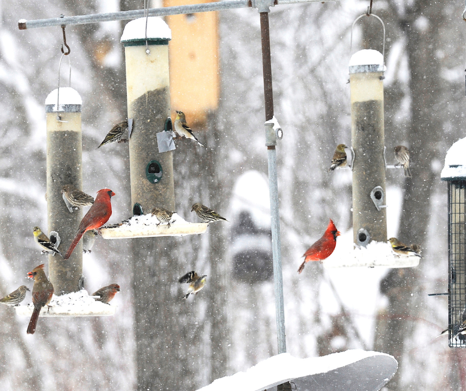 How to Turn Your Winter Garden into a Bird-Friendly Haven – Lakeside ...