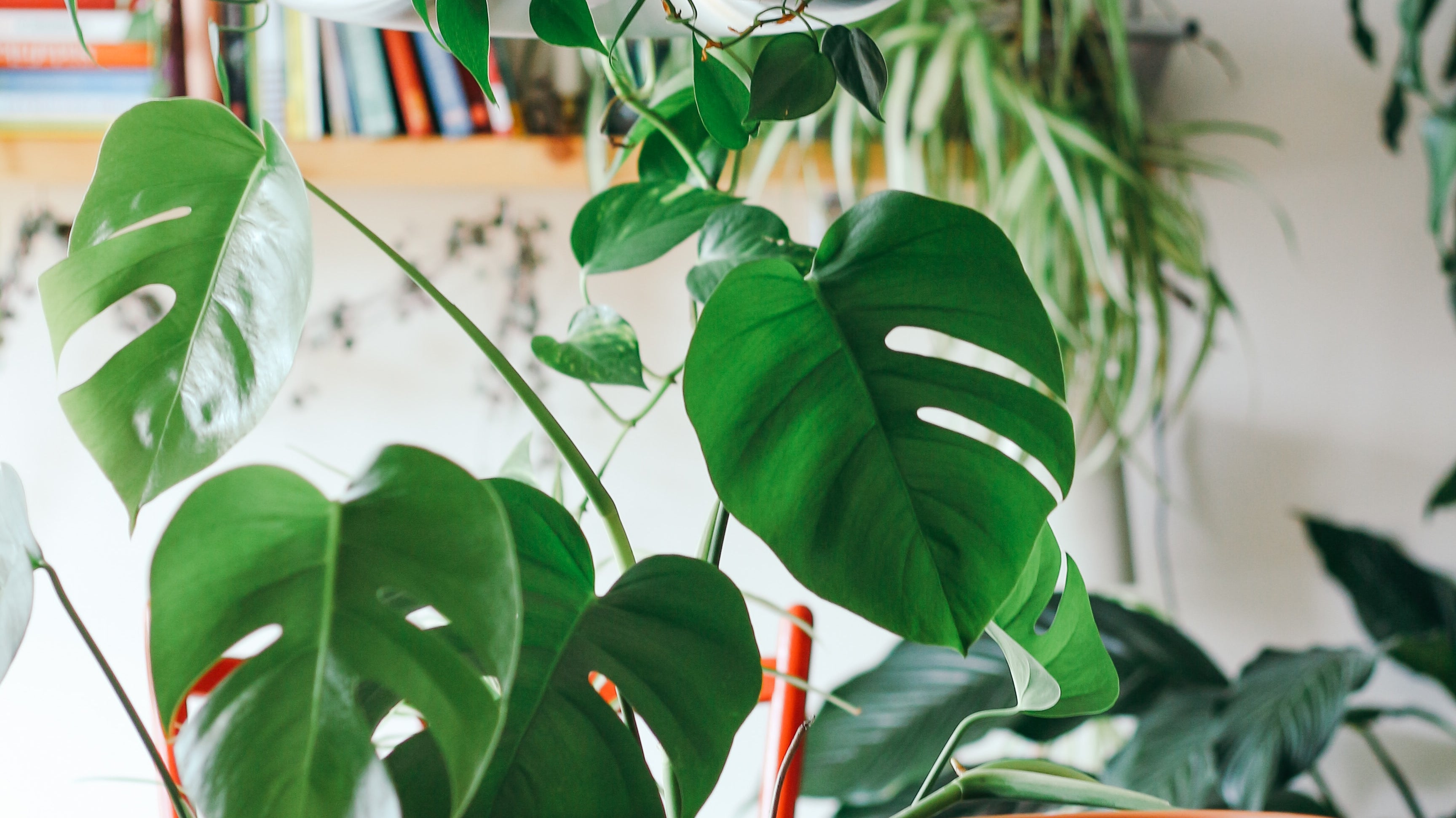 How to Repot Your Tropical Plants for Winter: A Guide for Garden and Landscape Design Enthusiasts