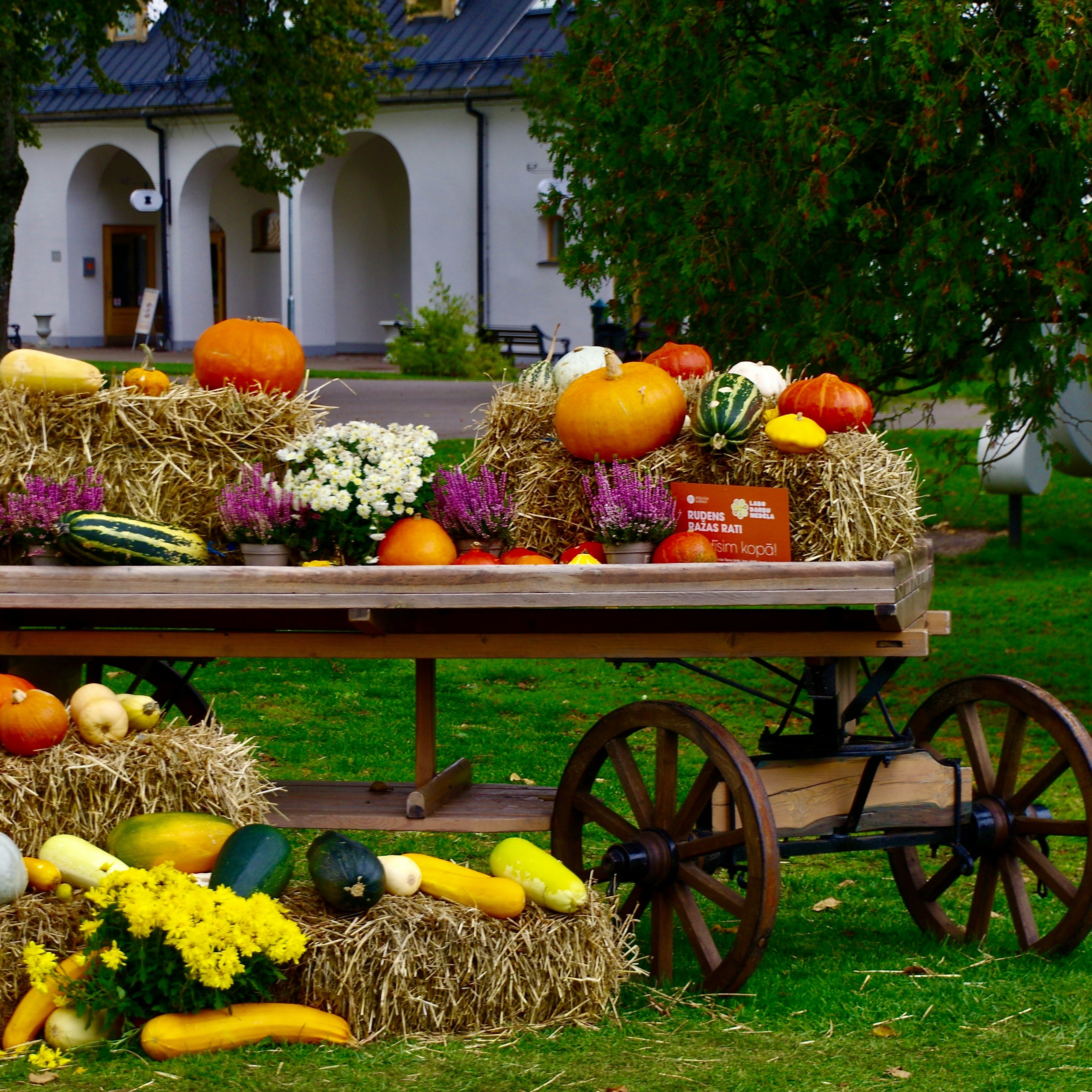 What to Harvest in Your Garden Right Now