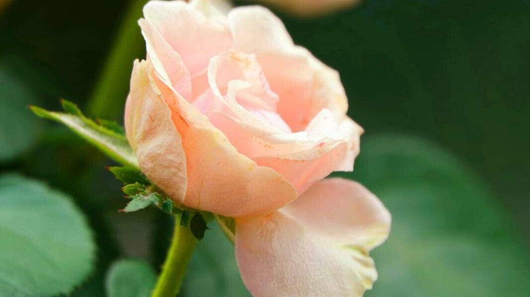 How to Prepare Roses for Winter