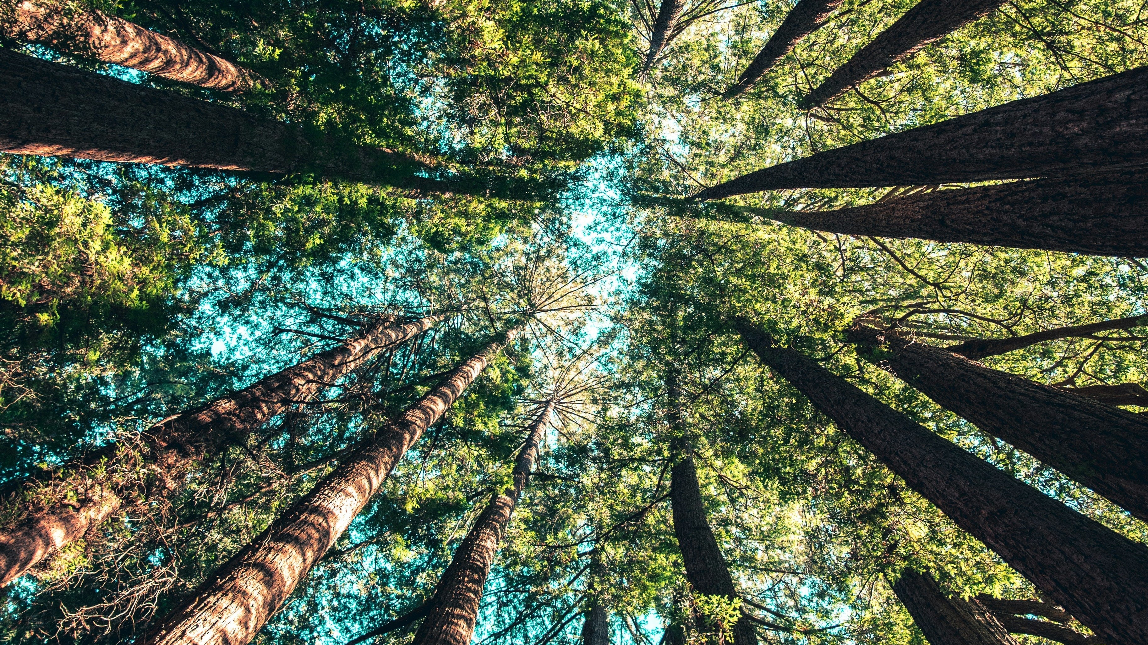 7 Tips for Earth Day Sustainable Gardening
