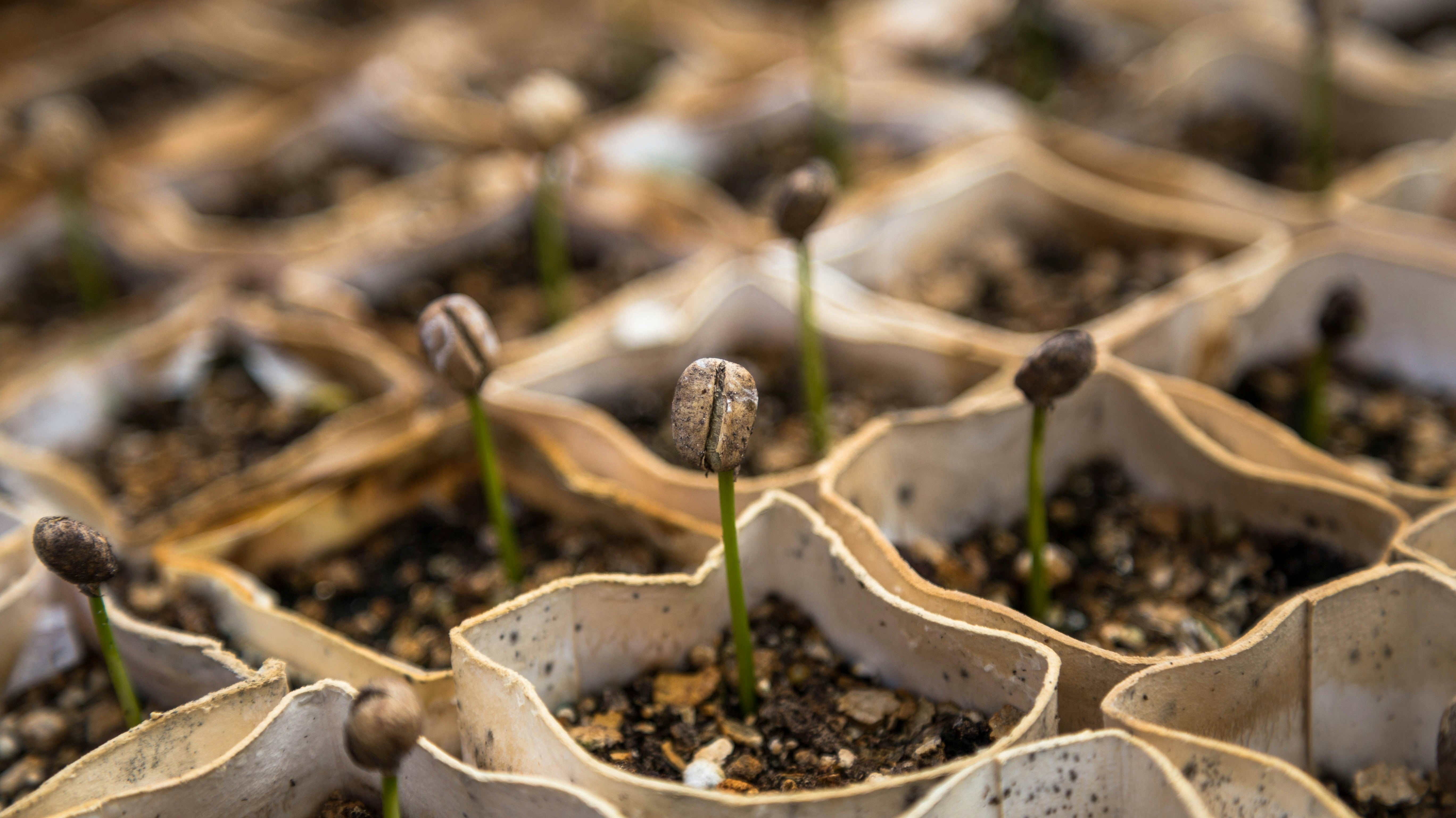 7 Essential Beginner Strategies for Seed Starting