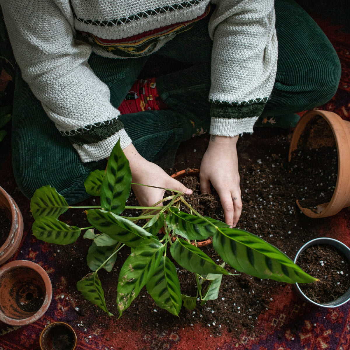 How to Divide and Transplant Perennials This Fall