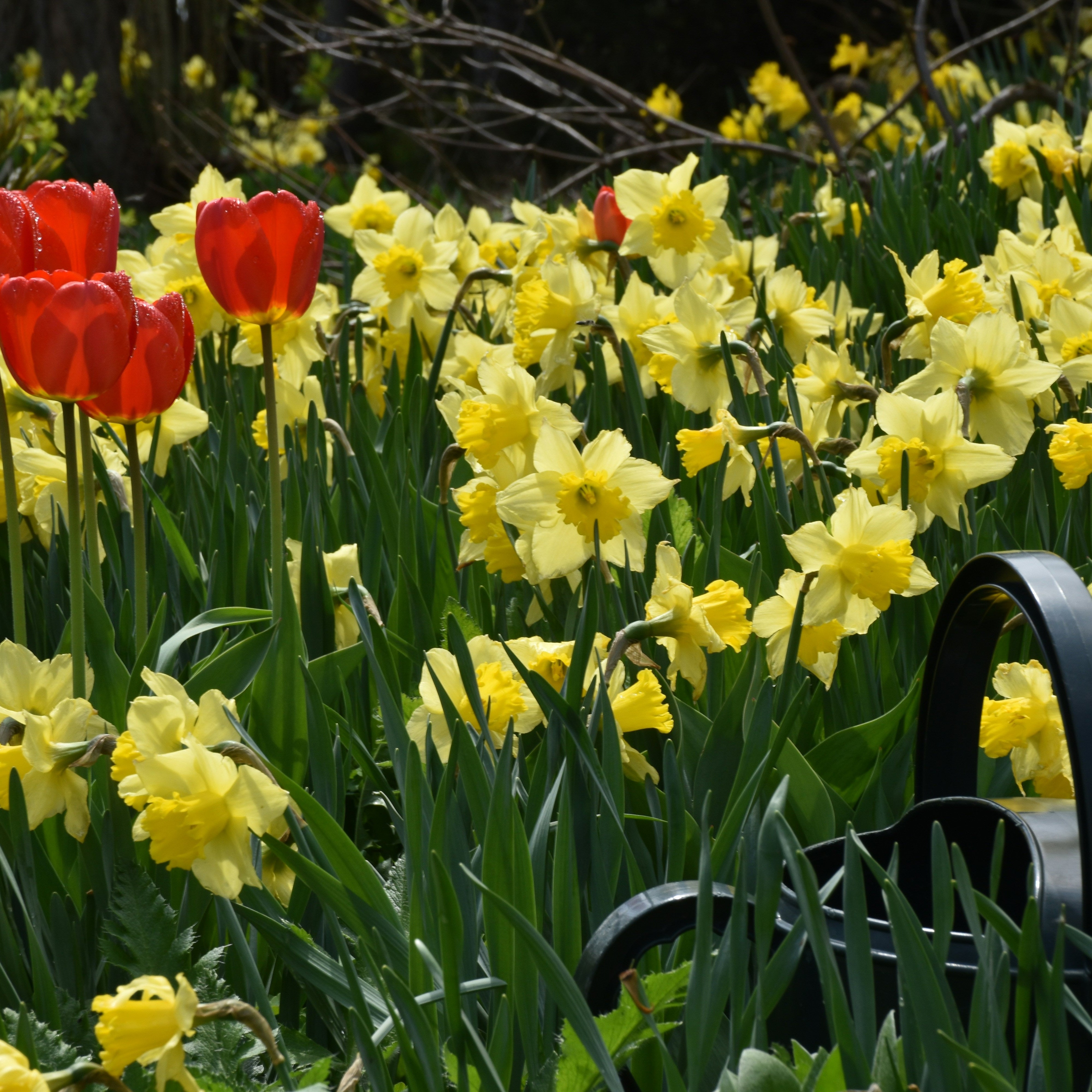 5 Essential Steps to Prep Your Garden For Spring