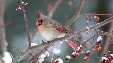 Inviting Birds to Your Garden