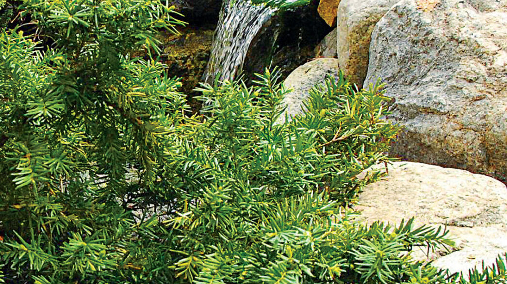 Perennials For Your Rock Garden