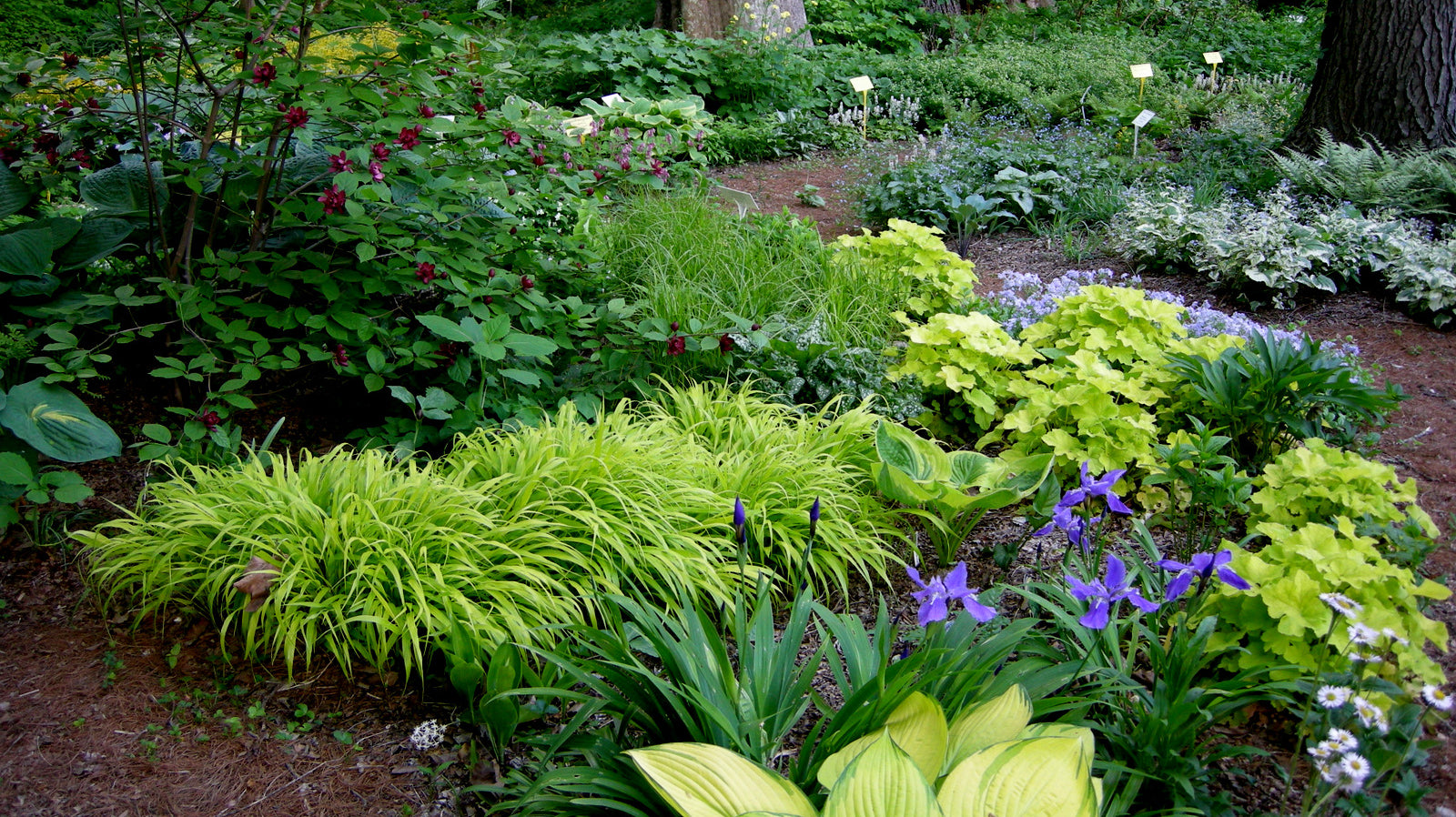 DIY: DESIGNING A PERENNIAL GARDEN FOR SHADE