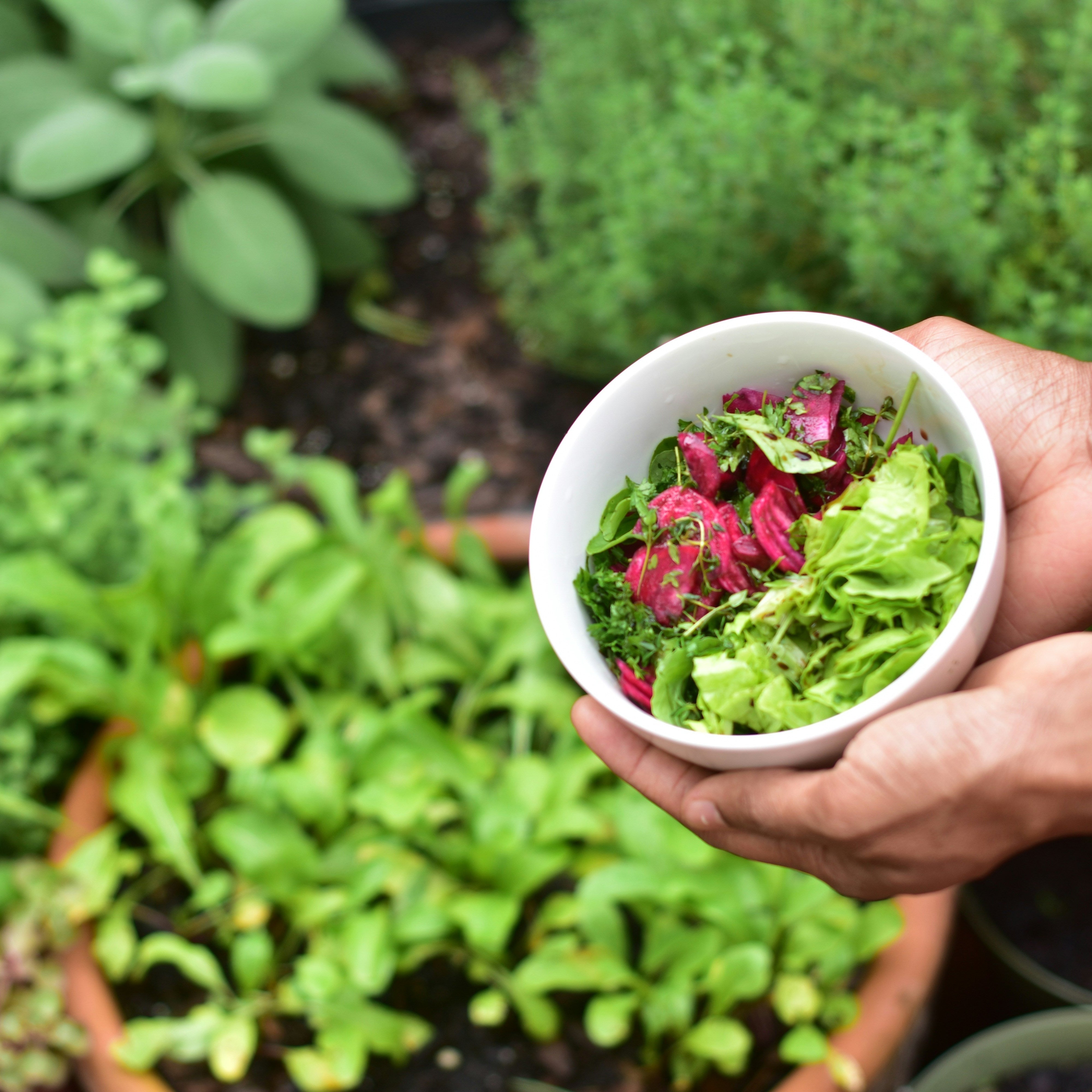Container Gardening for Balconies and Patios in Ontario