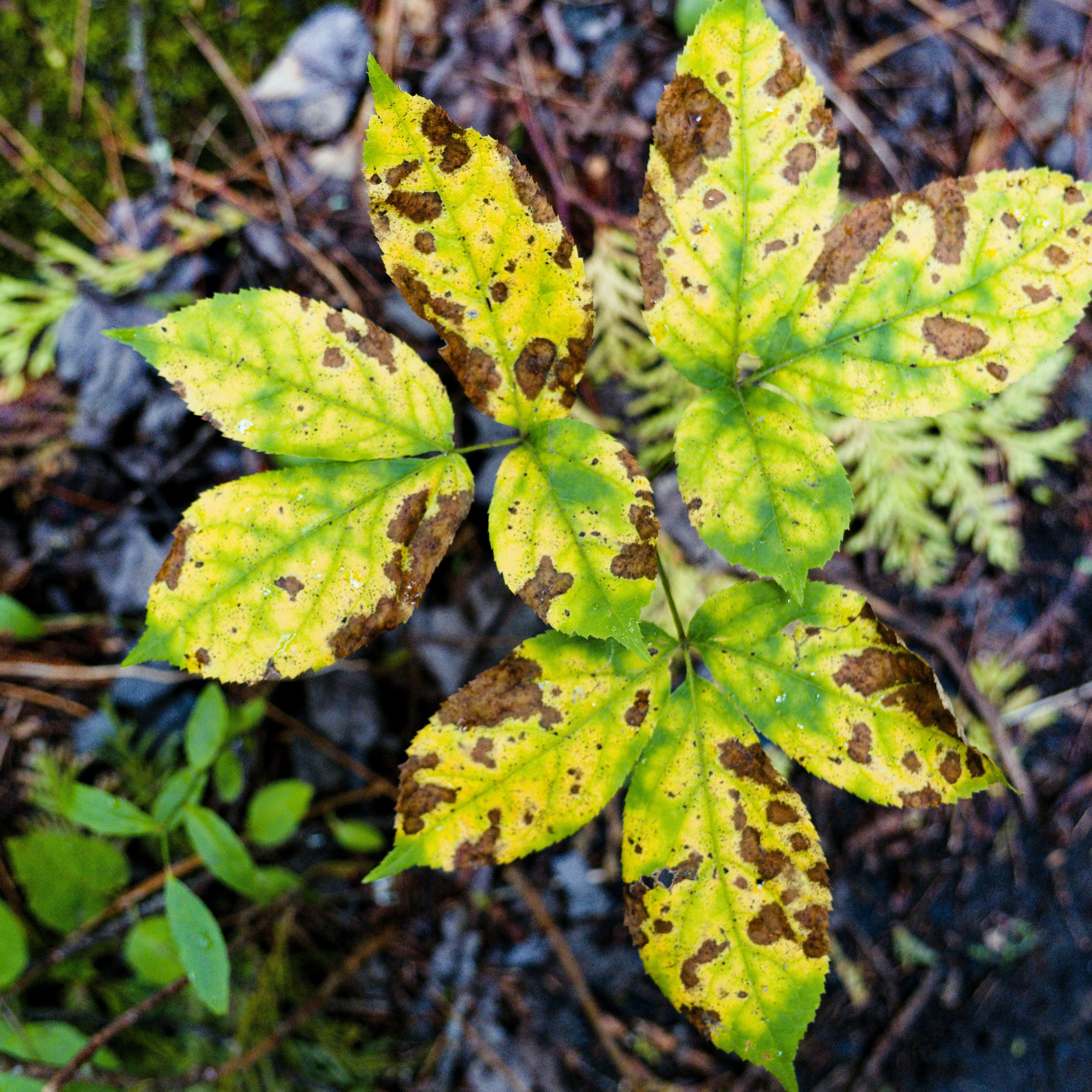 How to Identify and Treat Common Late Summer Garden Pests and Disease