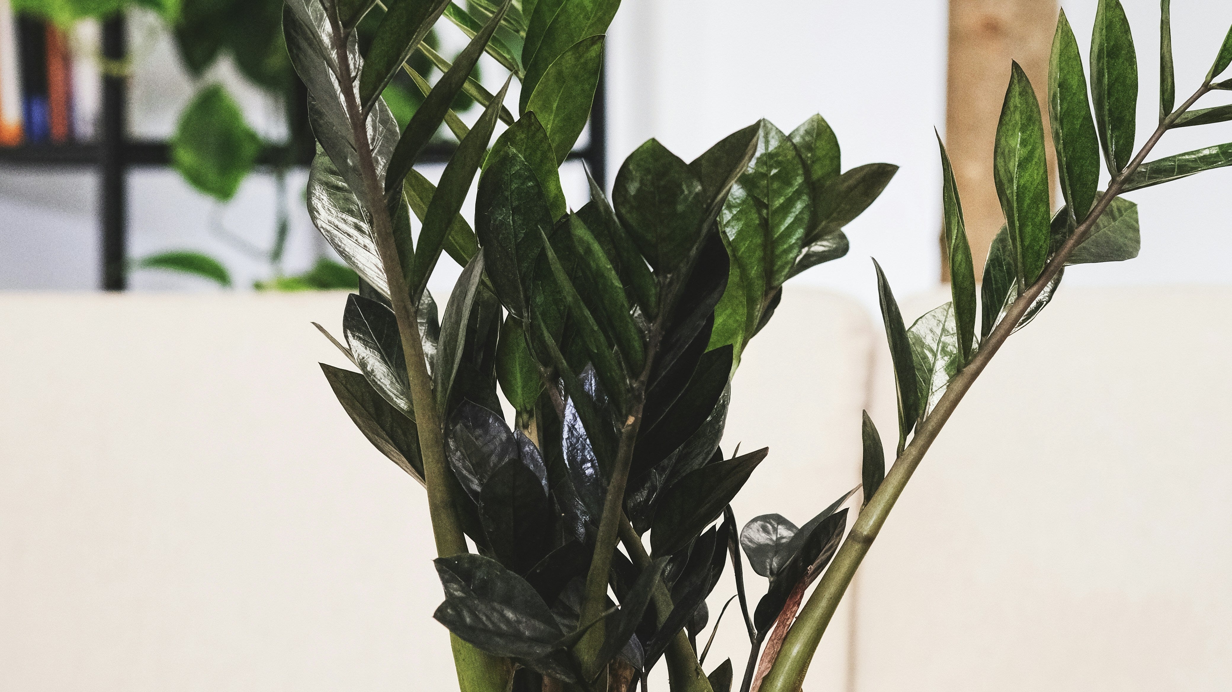 7 Common Repotting Mistakes That Could Harm Your Tropical Plants