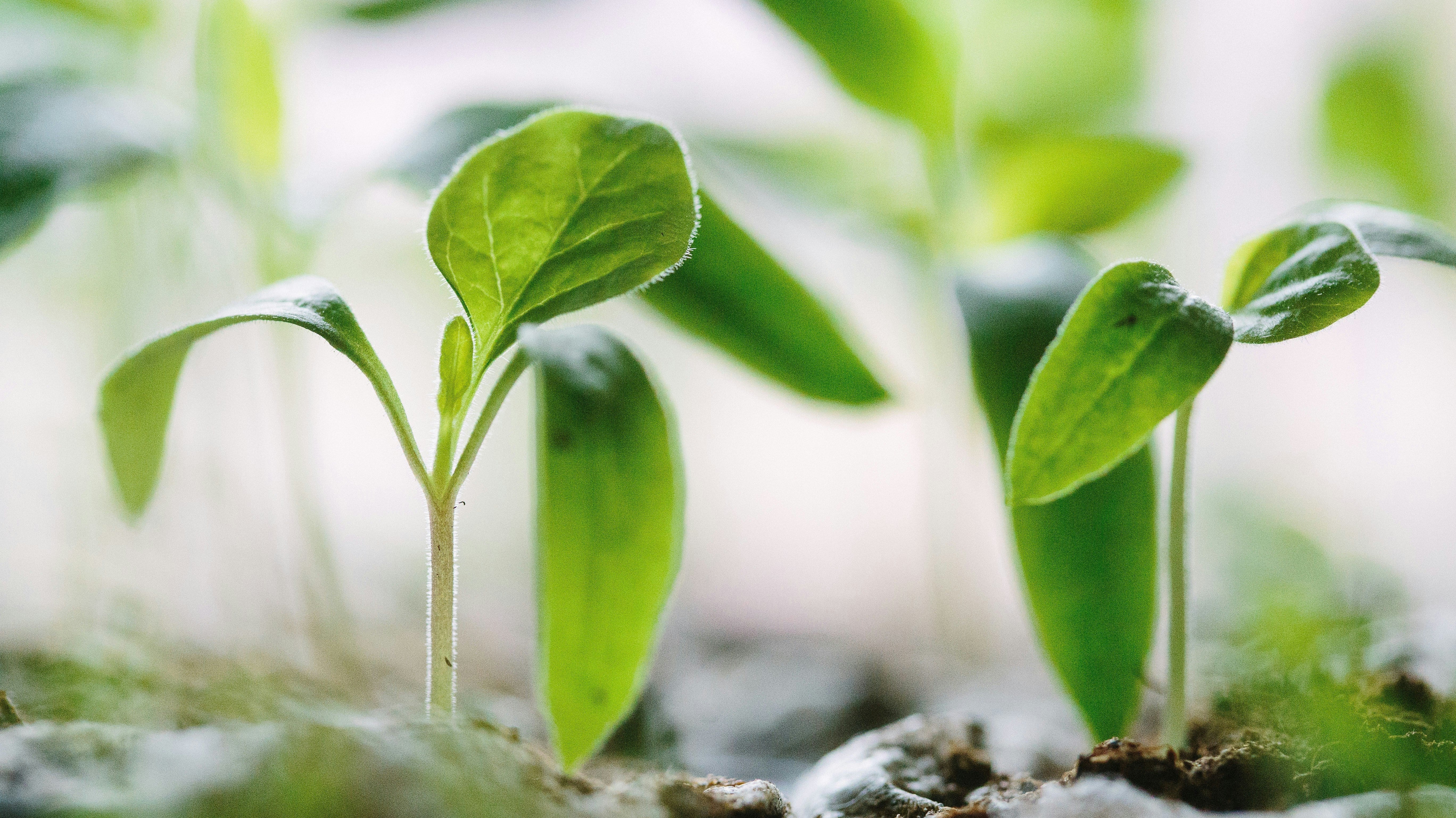 How to Start Seeds Indoors for a Thriving Spring Garden 🌱