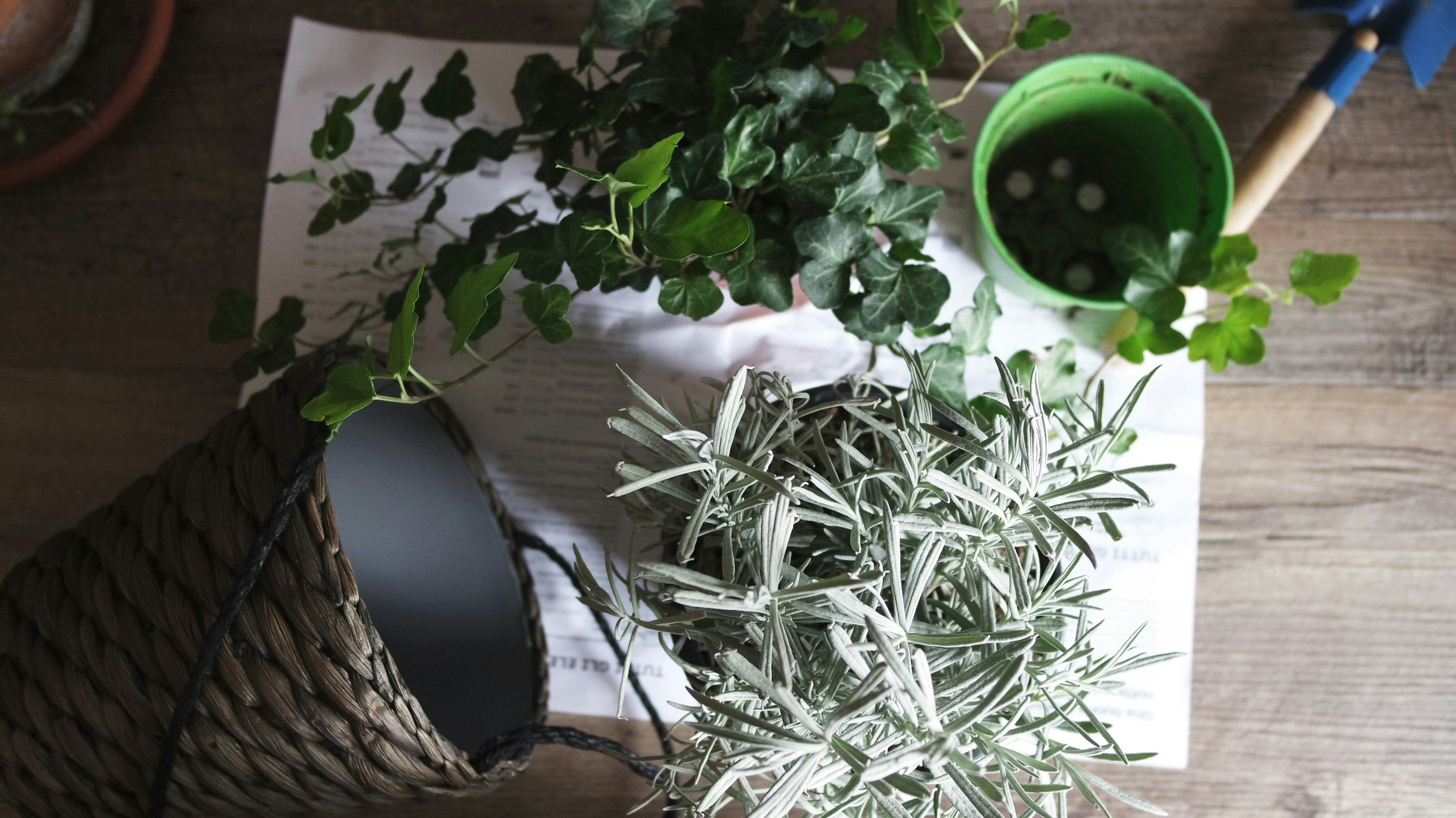 7 Signs It’s Time to Repot Your Tropical Plants