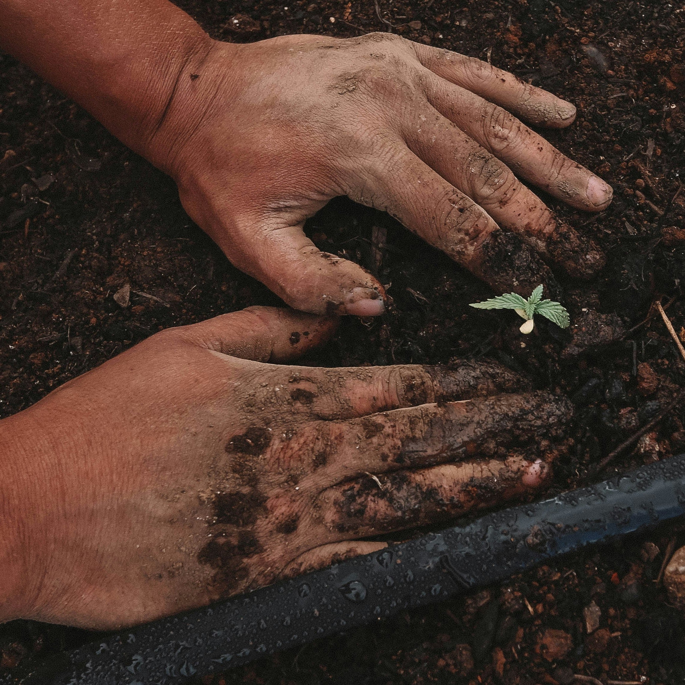 Best Vegetables to Plant Now in Brampton