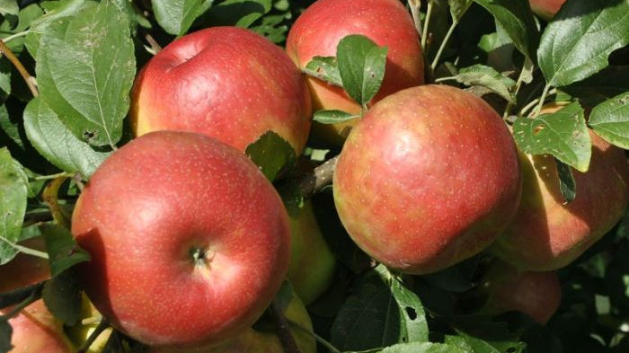 10 Small Fruit Trees That Thrive in Brampton Backyards