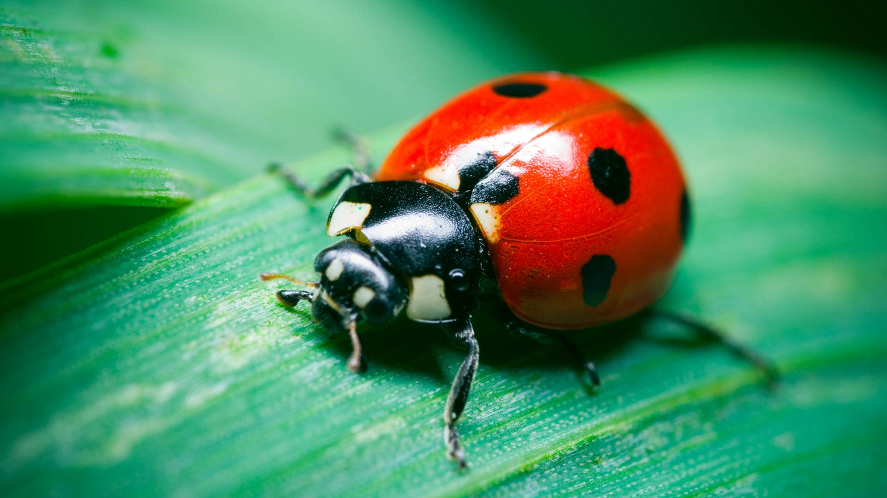 WHY ARE LADYBUGS GOOD FOR YOUR GARDEN?