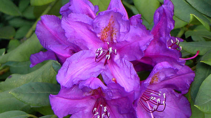 DIY: THE BEAUTY OF RHODODENDRONS AND AZALEAS