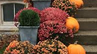6 Tips For Colorful Blooms on Your Fall Mums