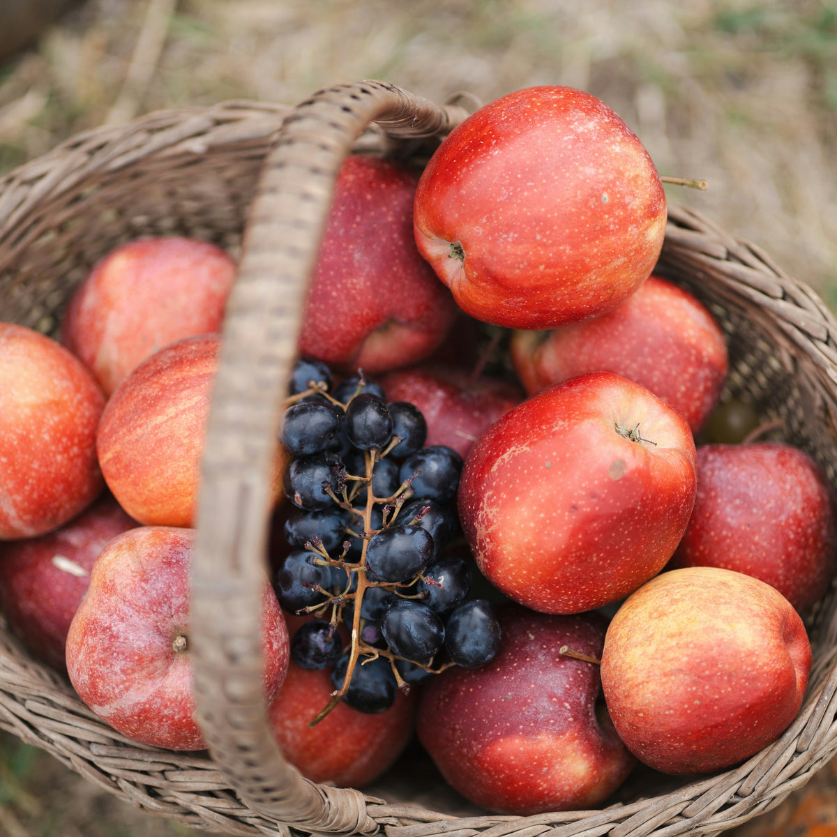 How to Store and Preserve Your Fall Harvest