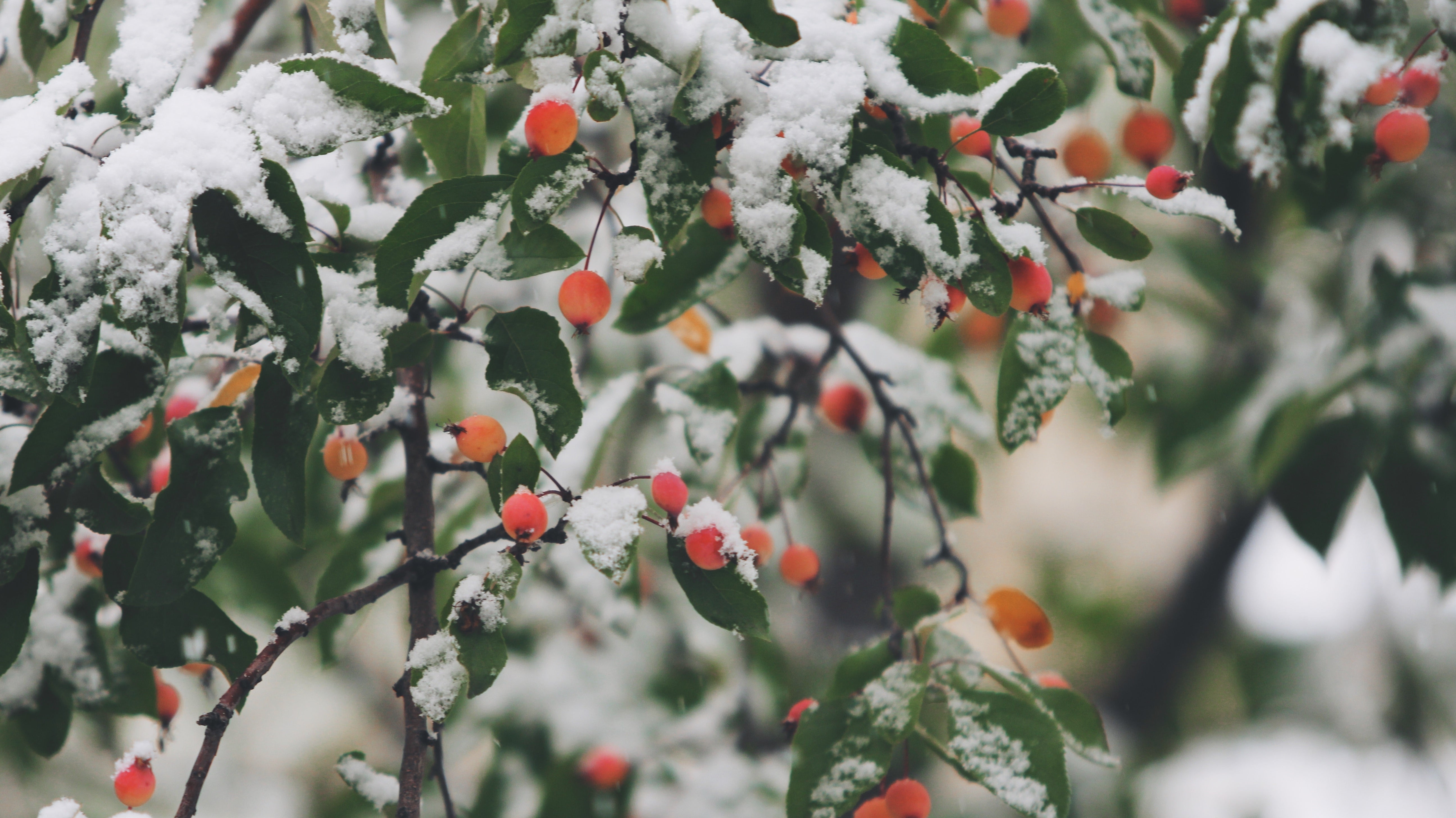 Preparing Your Garden for Winter: A Comprehensive Guide to Winterizing Your Garden