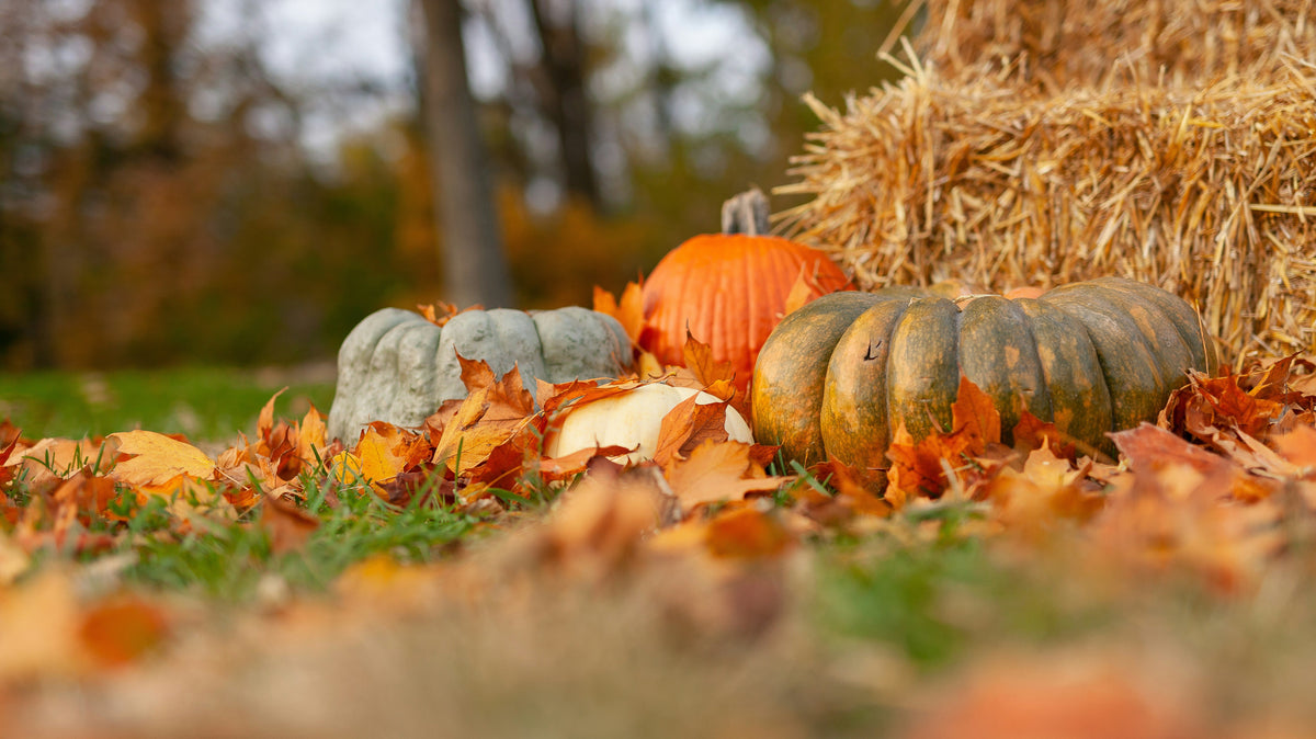 Everything to Do Before First Frost in October