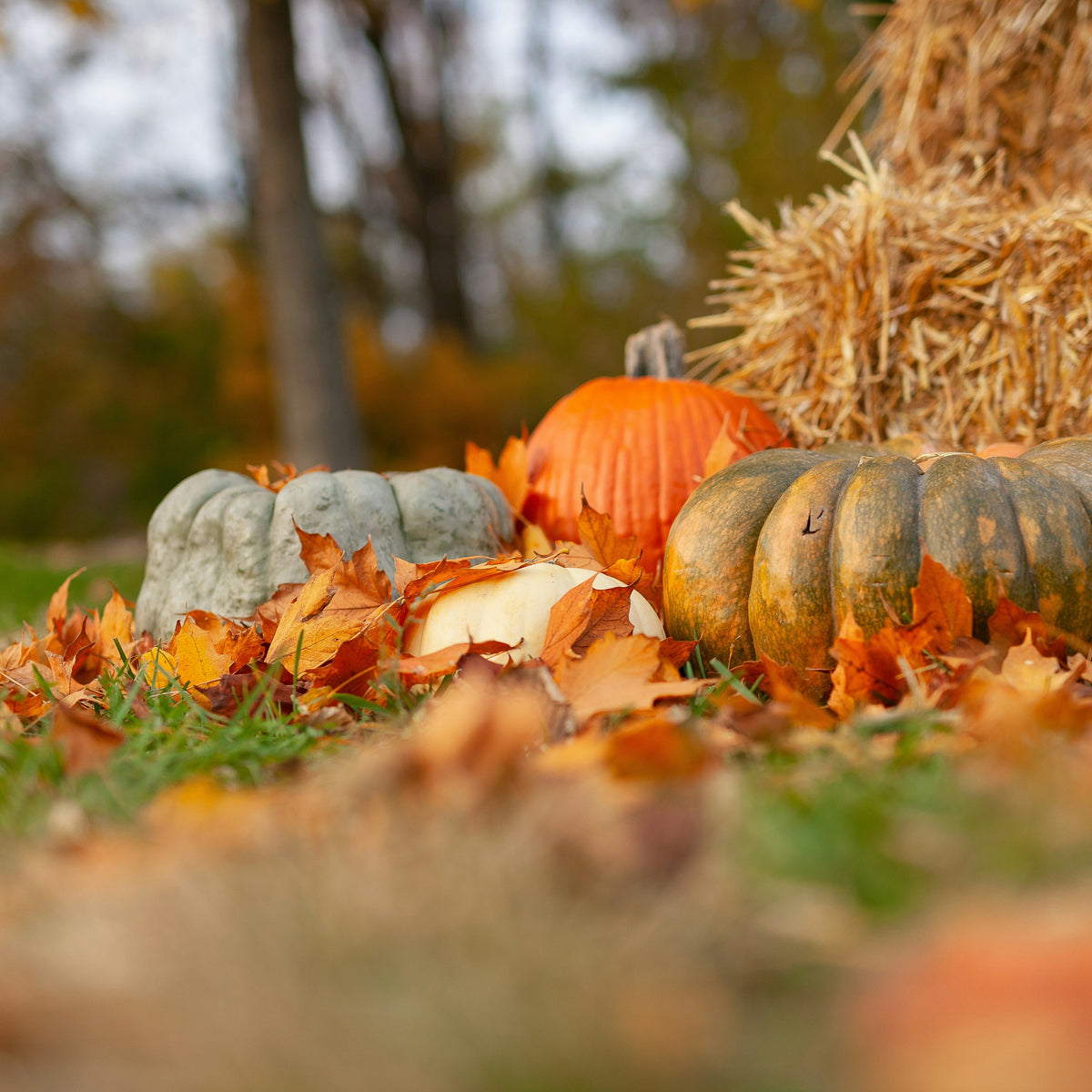 Everything to Do Before First Frost in October