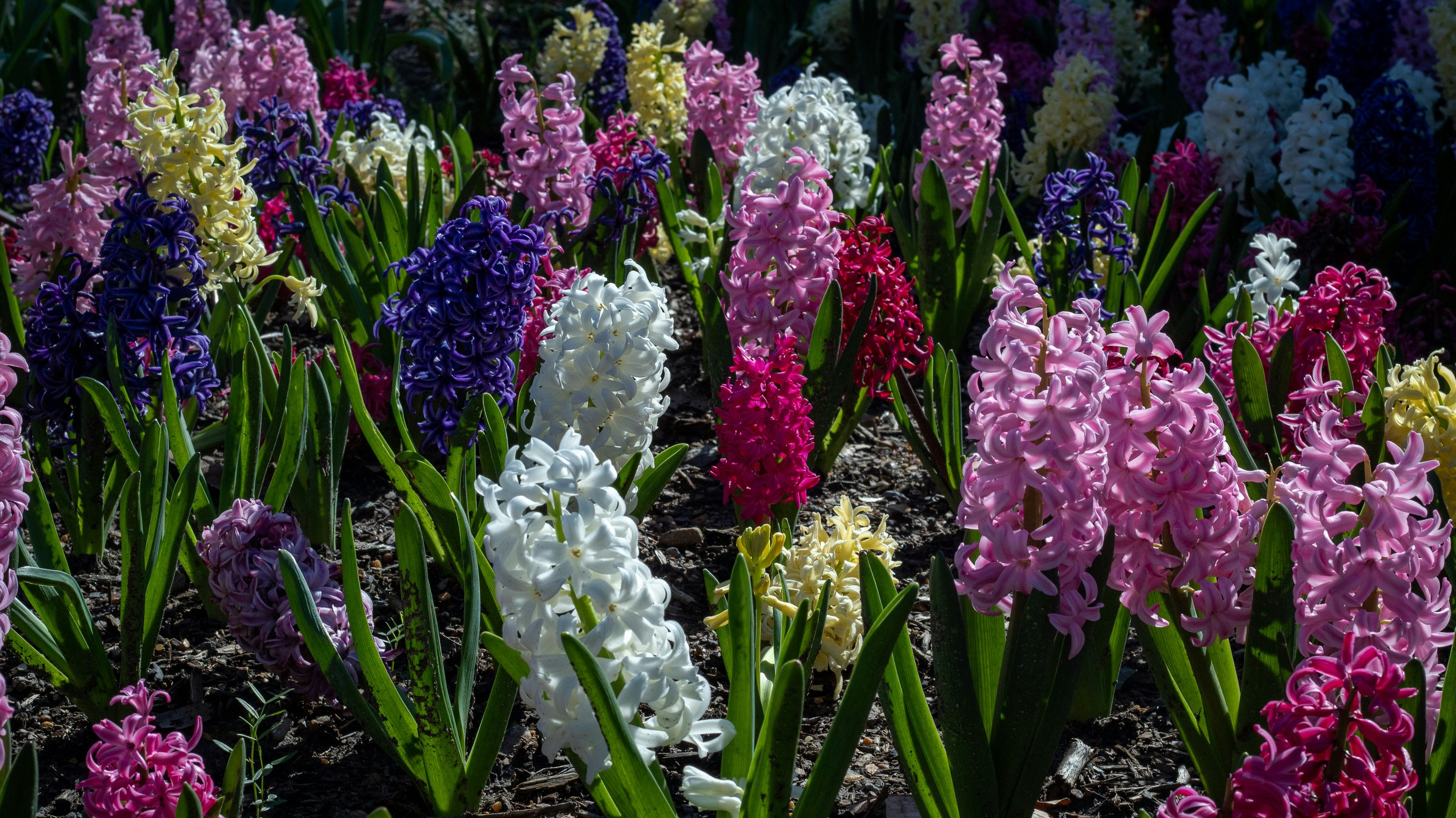 5 Vibrant Flowers to Brighten Your April Garden