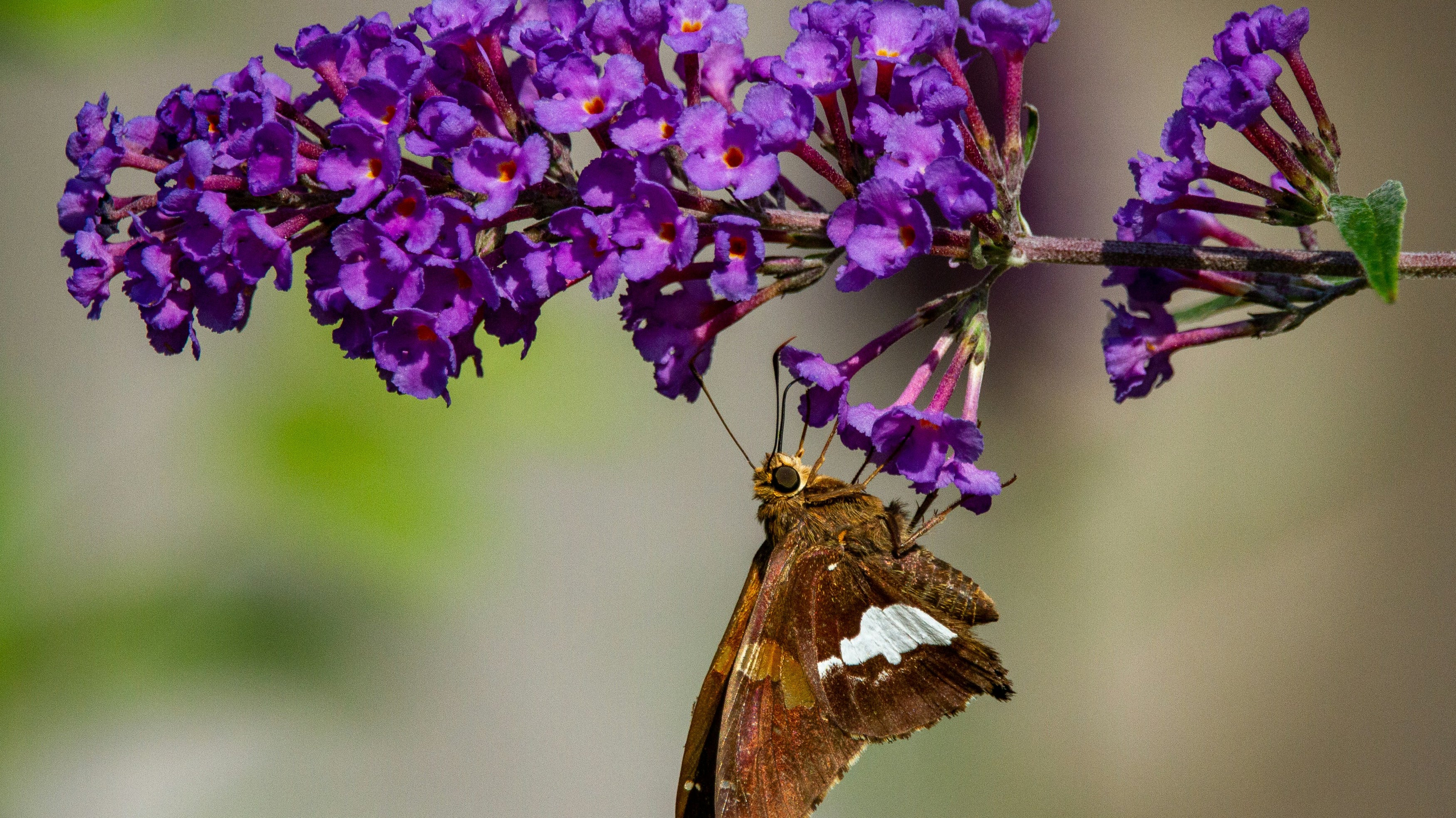 How To Care For a Buddleia ?