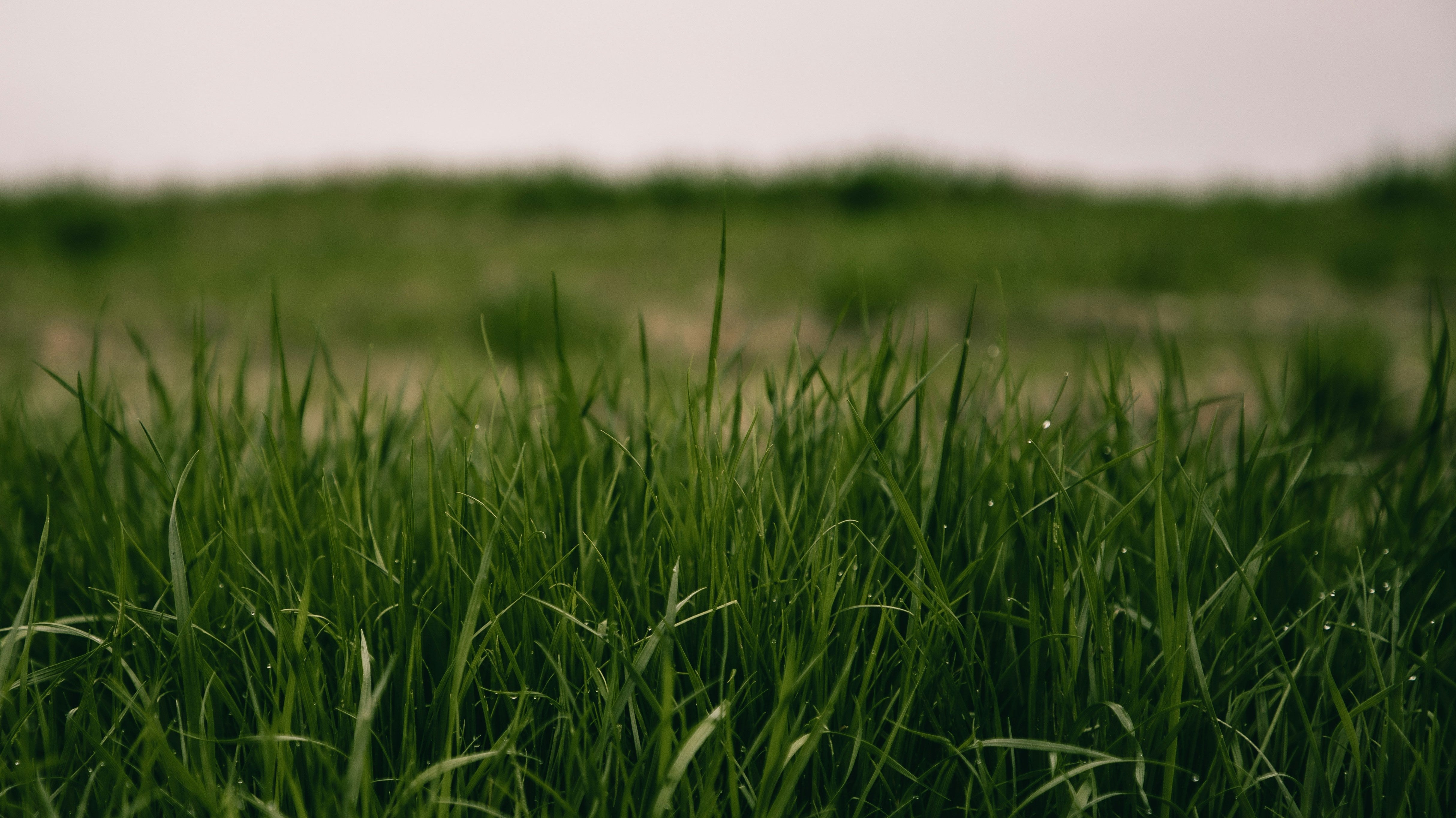 How to Wake Up Your Lawn and Garden Beds After Winter