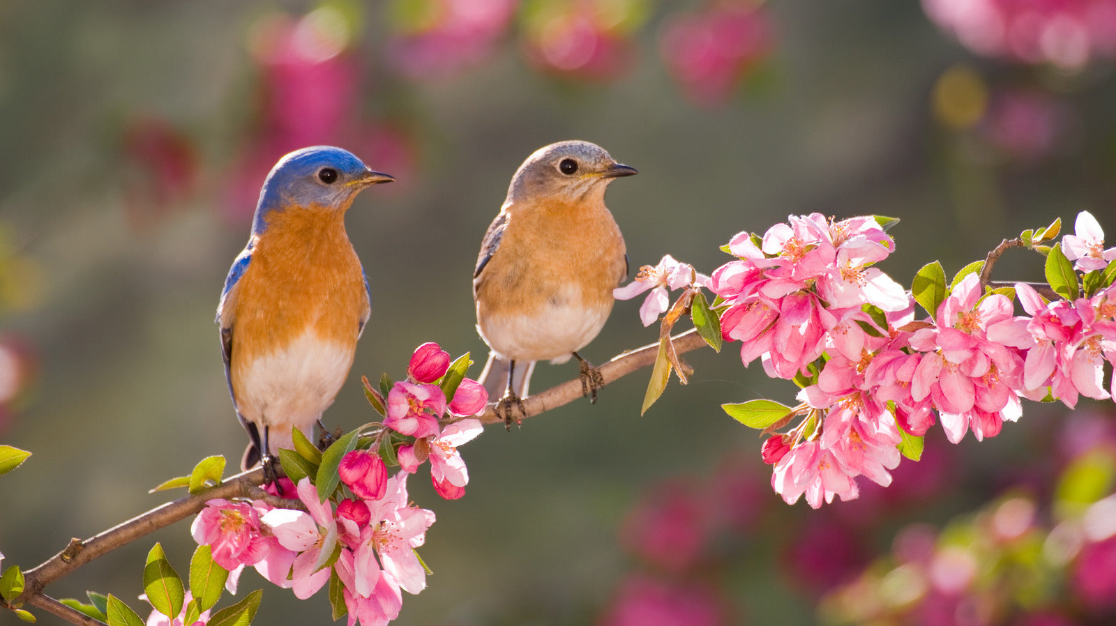 How To Attract Birds To Your Garden?