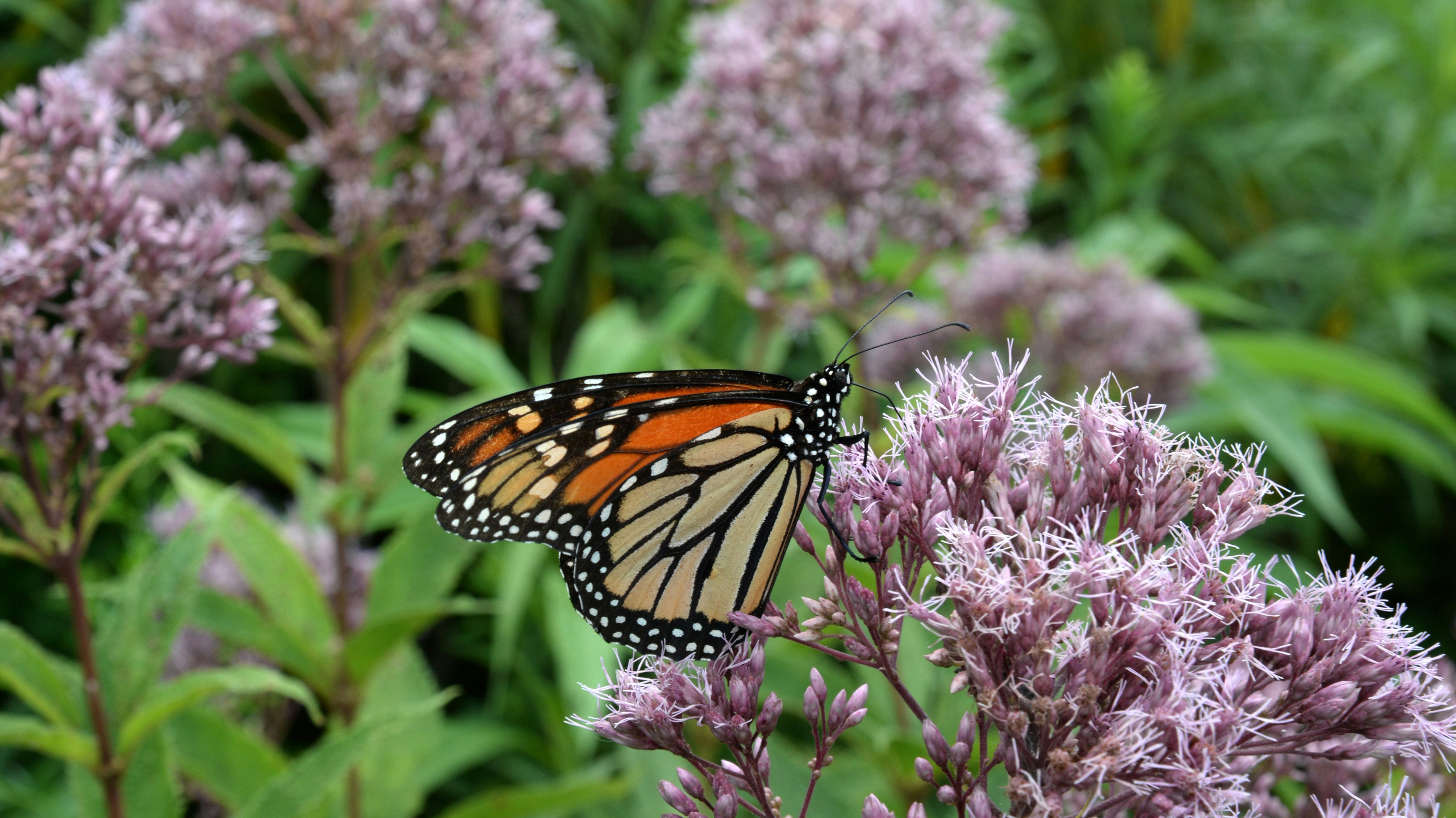 What Plants Are Best for Supporting Pollinators This Spring?