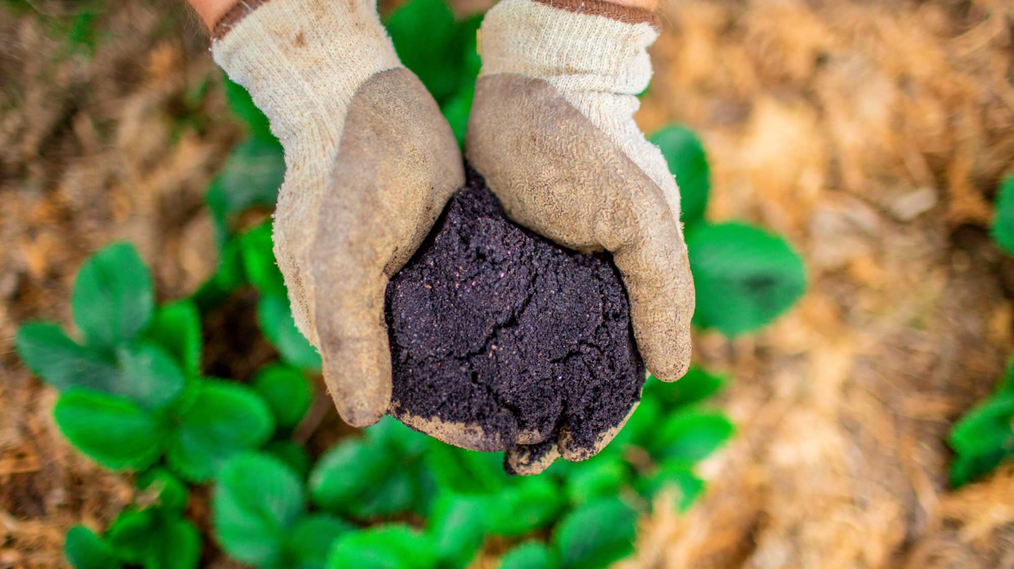 How to Prepare Your Soil for Next Spring