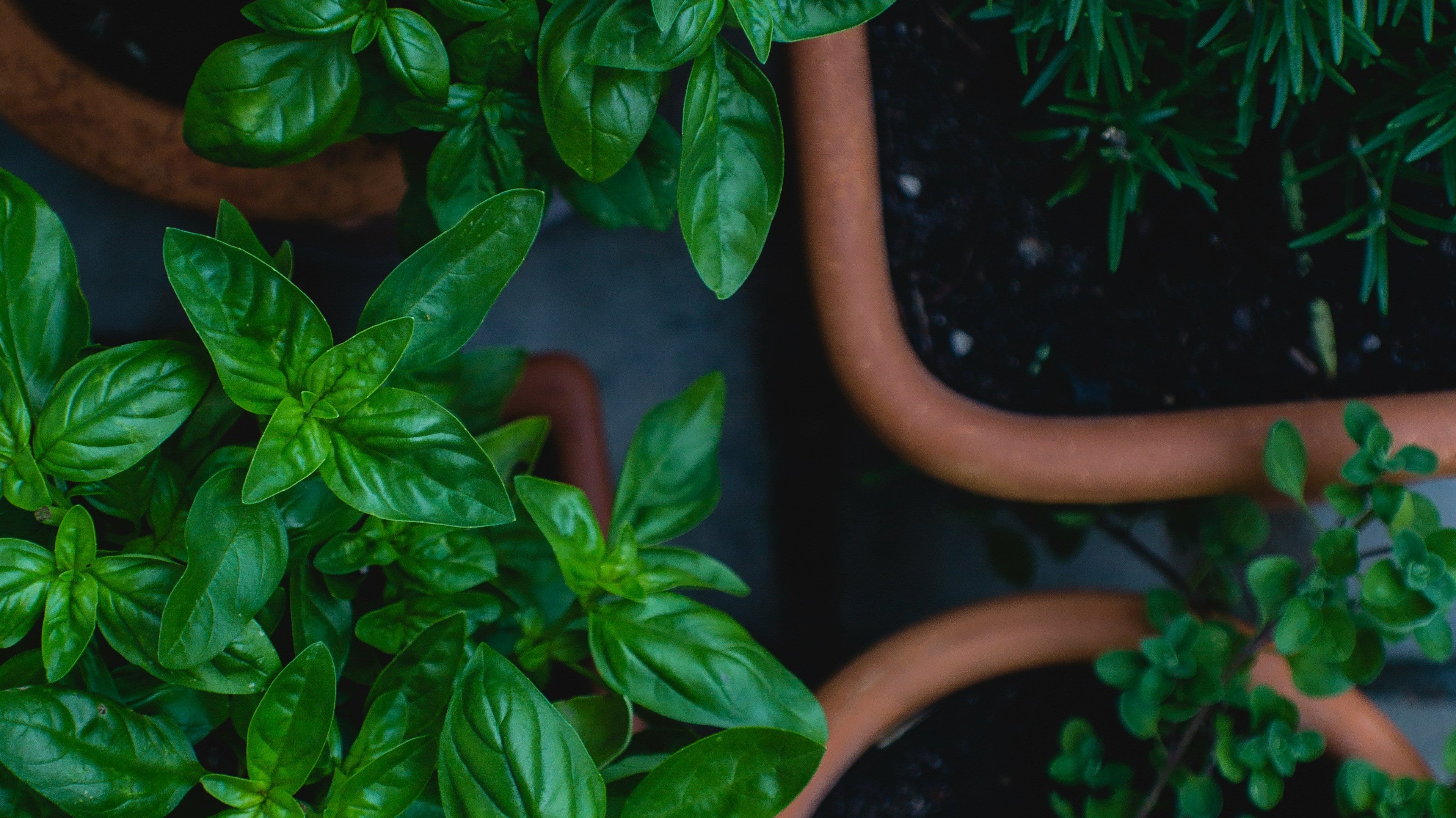 How To Start A Herb Garden