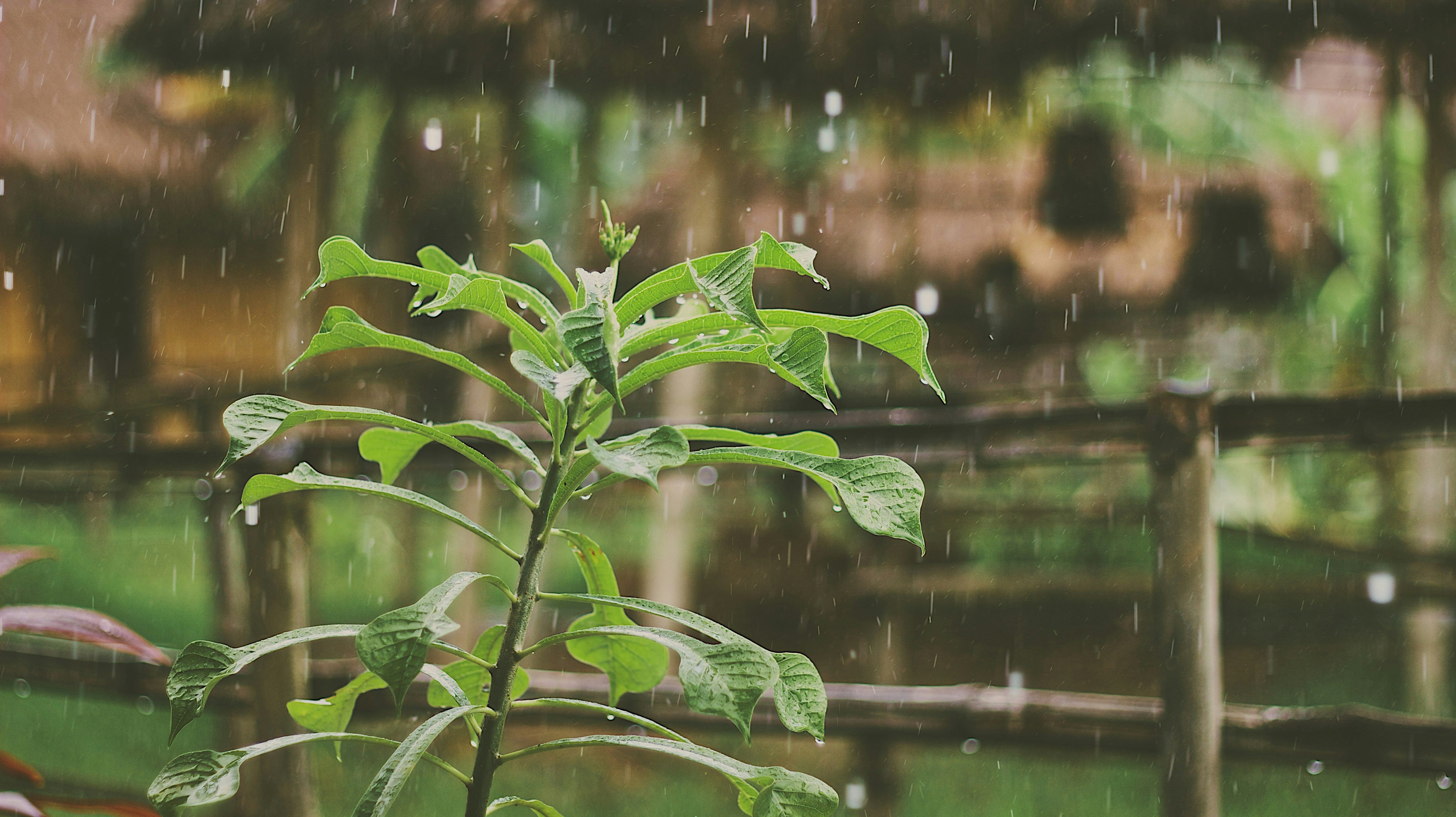 How to Build a Rain Garden in Your Backyard