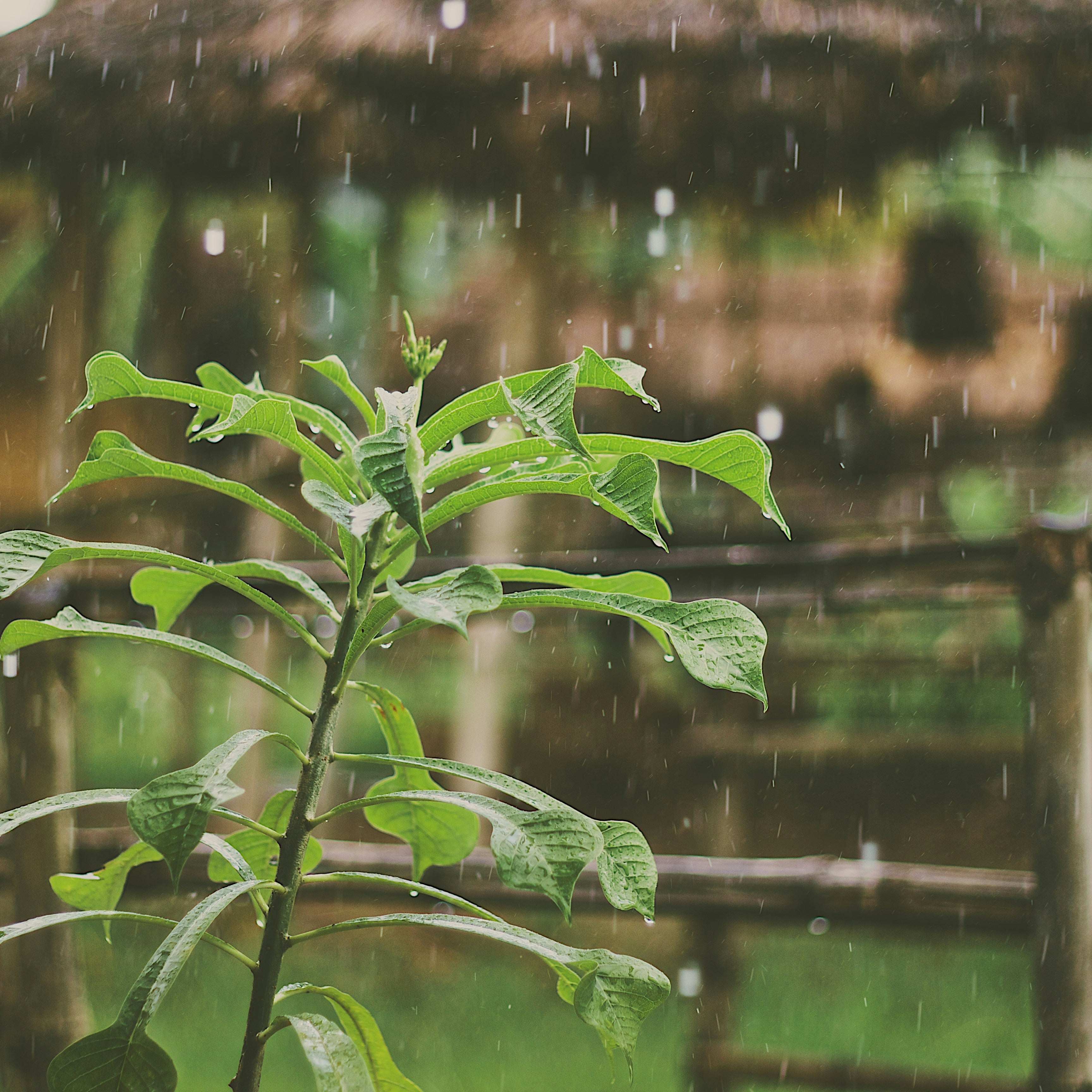 How to Build a Rain Garden in Your Backyard