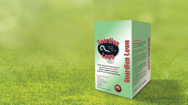 HOW TO GET RID OF GRUBS?