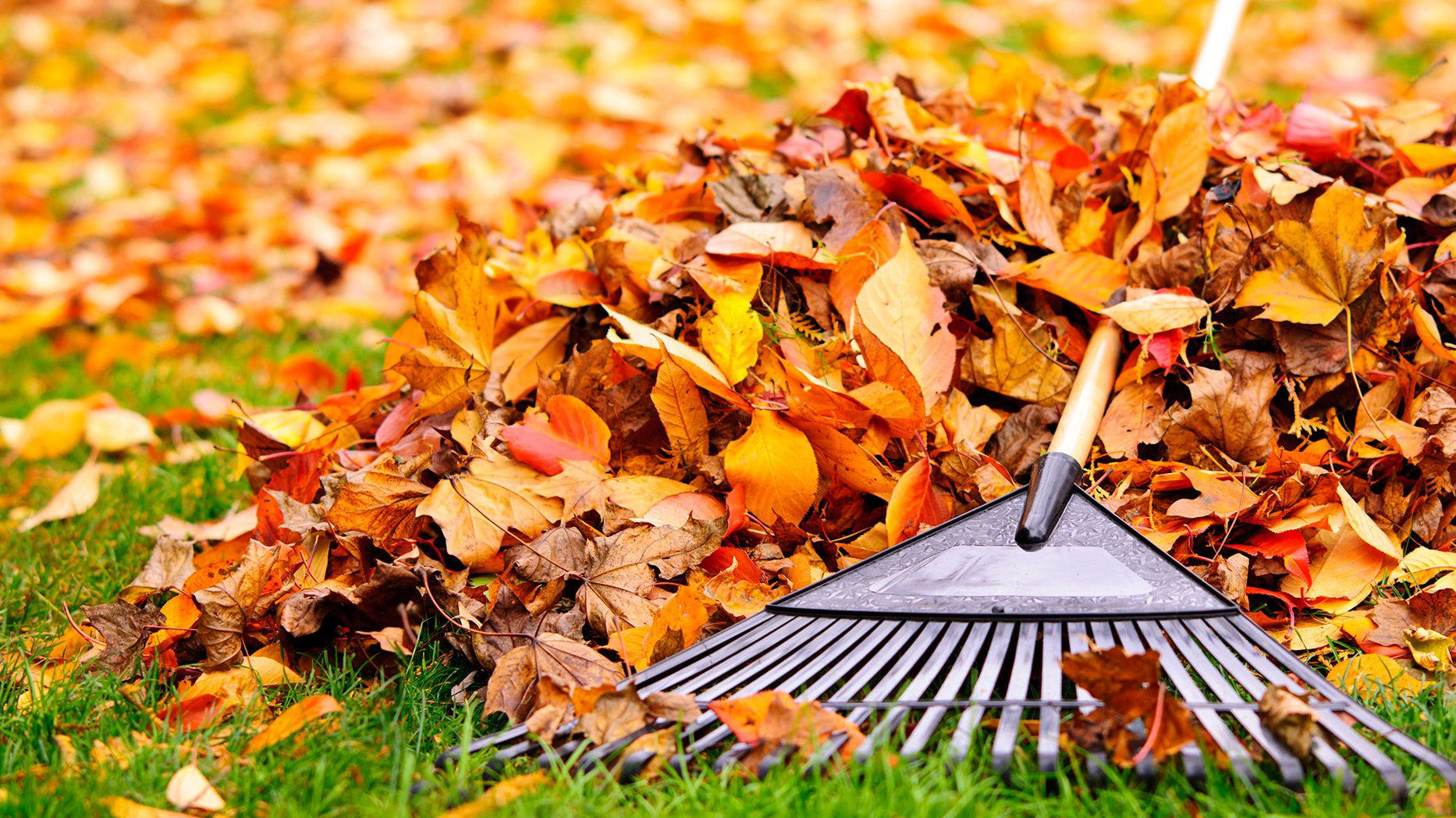 5 Ways to Prepare Your Garden for Fall