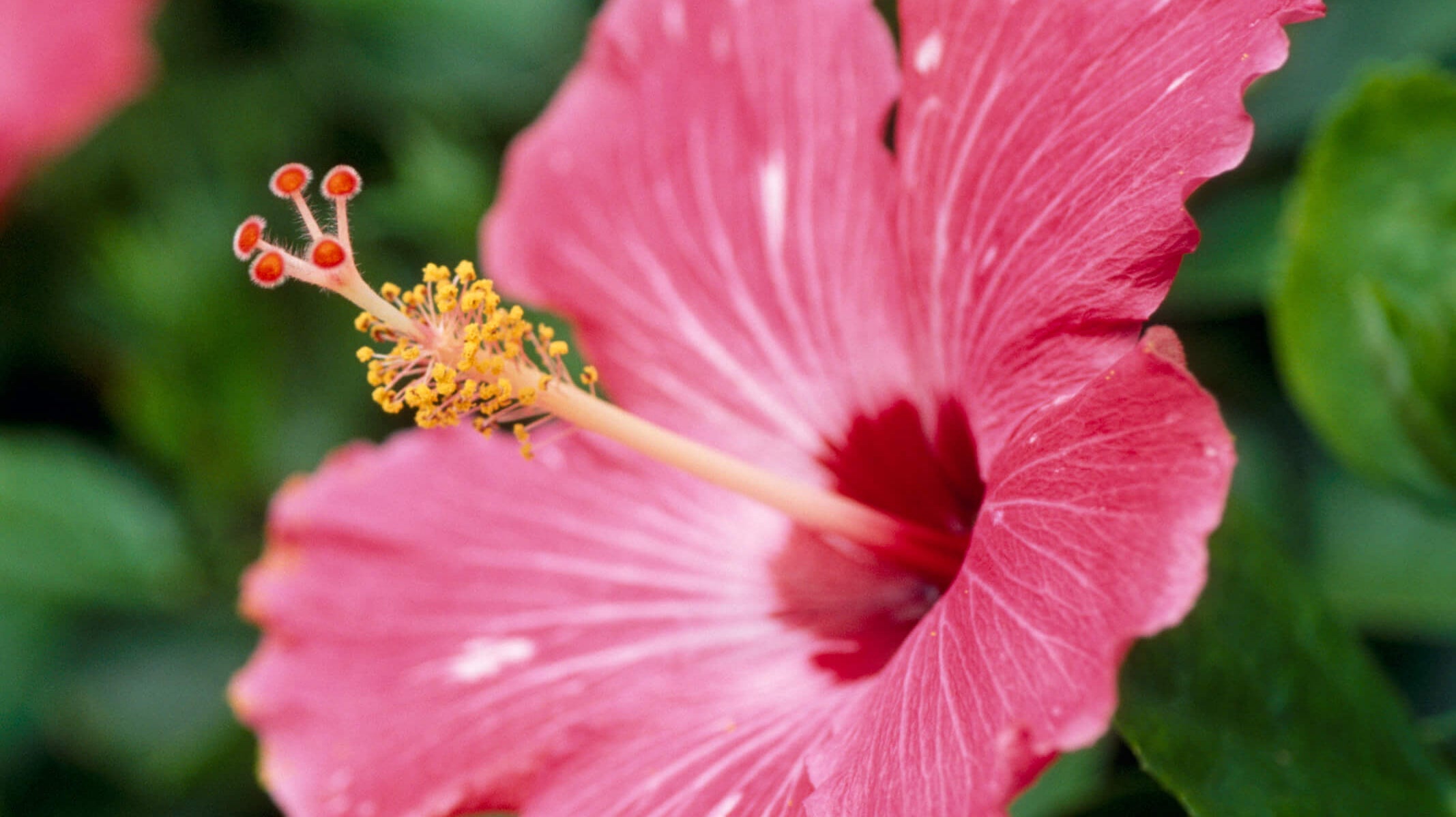 Exotic Tropical Plants