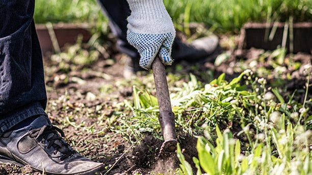 What to Do in Your Garden in March