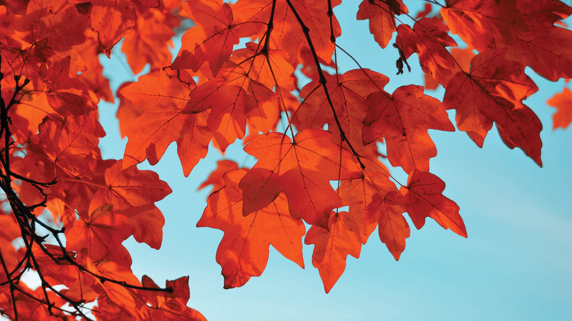 How To Add Autumn Colour In Your Garden