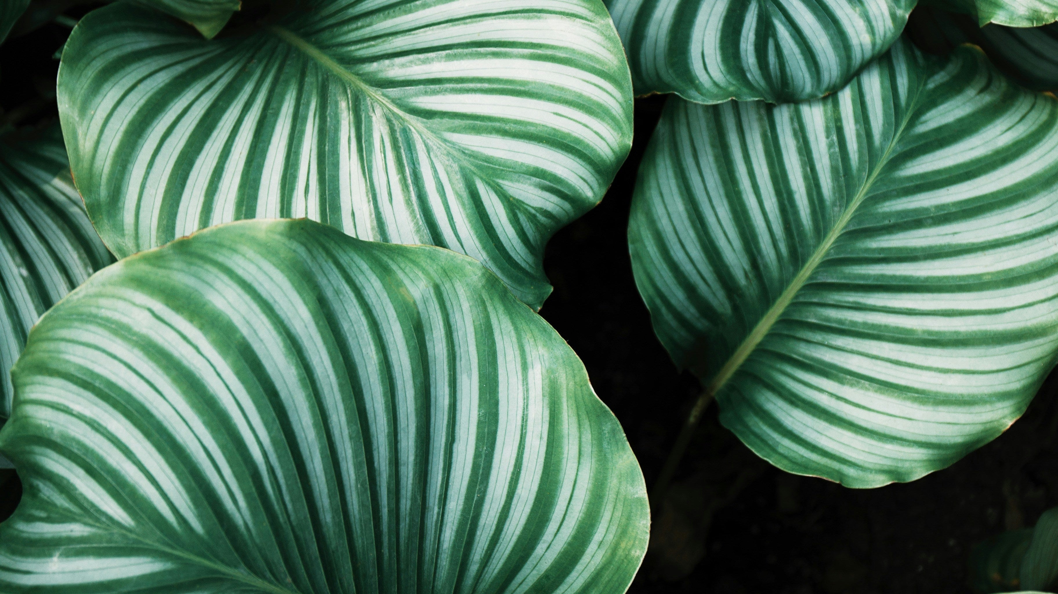 5 Best Tropical Houseplants for Winter Decor