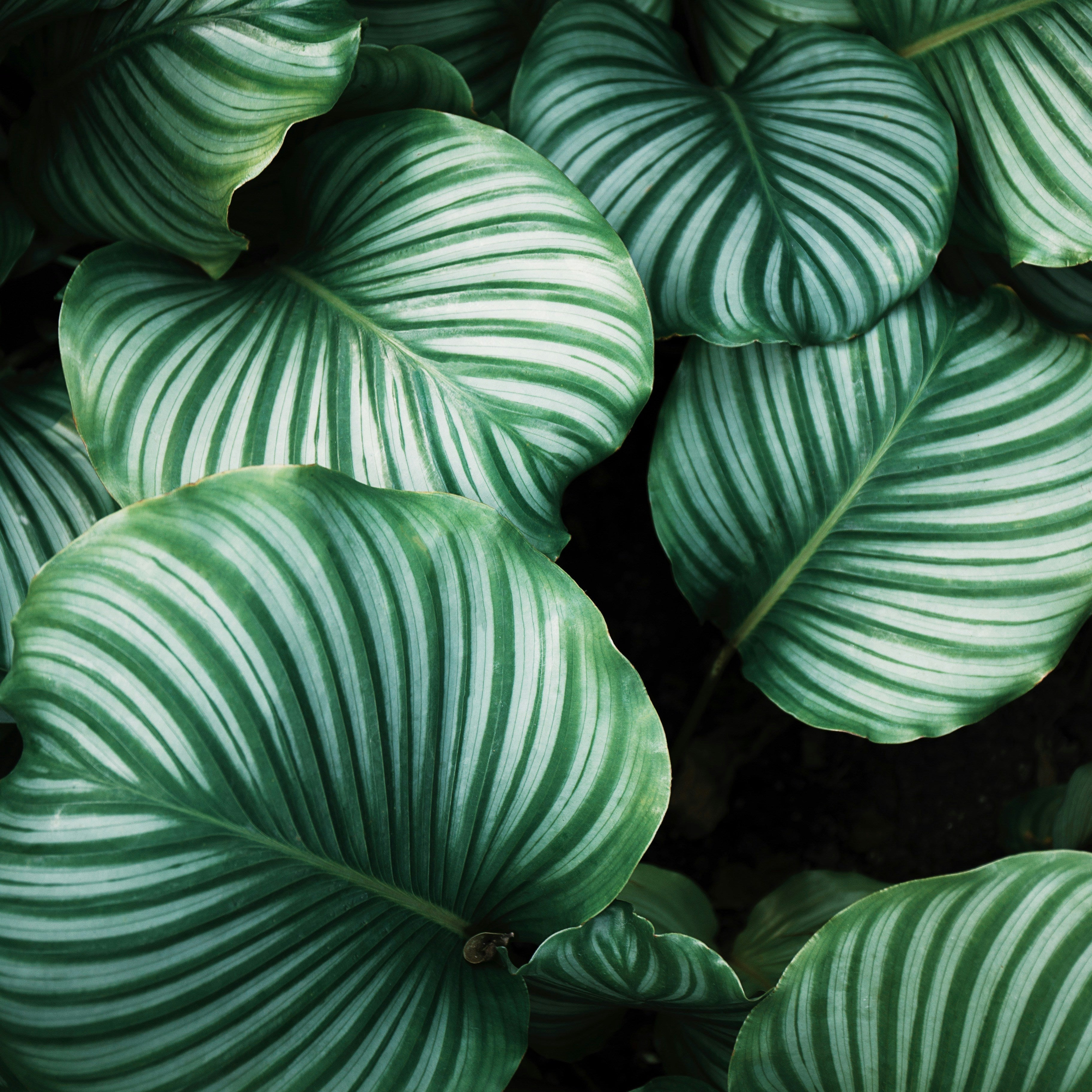 5 Best Tropical Houseplants for Winter Decor