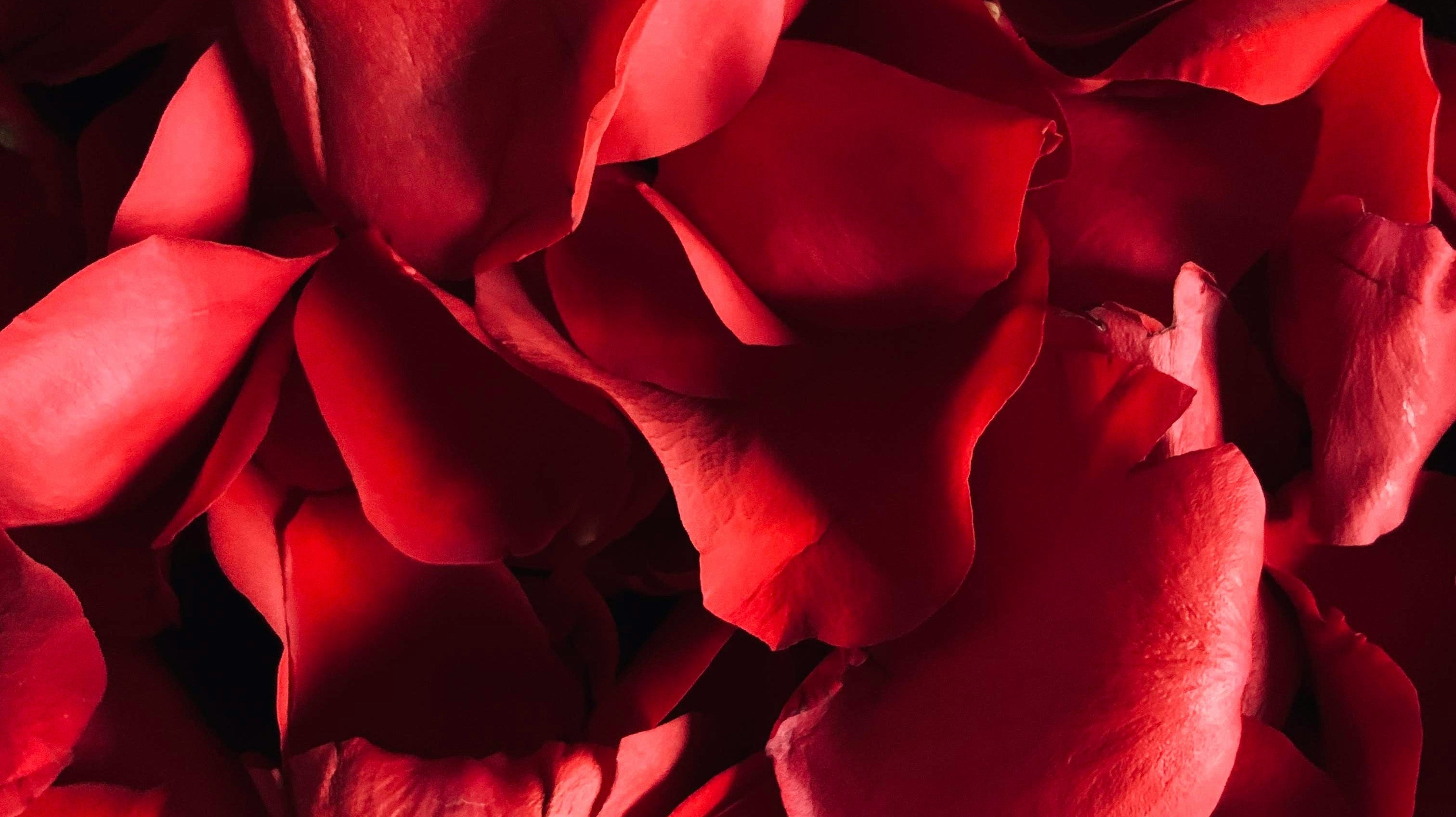 Why Plants Make Meaningful Valentine’s Day Gifts