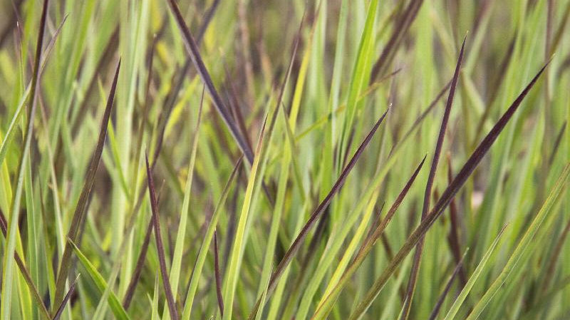 No-Fuss Grass: The Beauty of Ornamental Grass