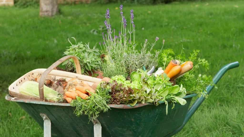 How To Save Money with Homegrown Produce ?