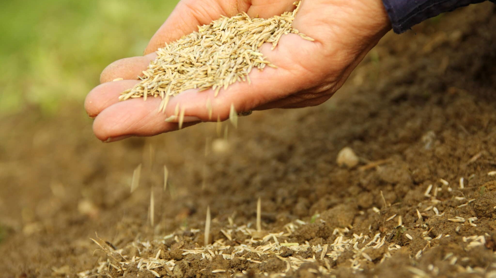 What’s the Best Grass Seed to Plant in April – And How Do You Get It to Grow Fast?