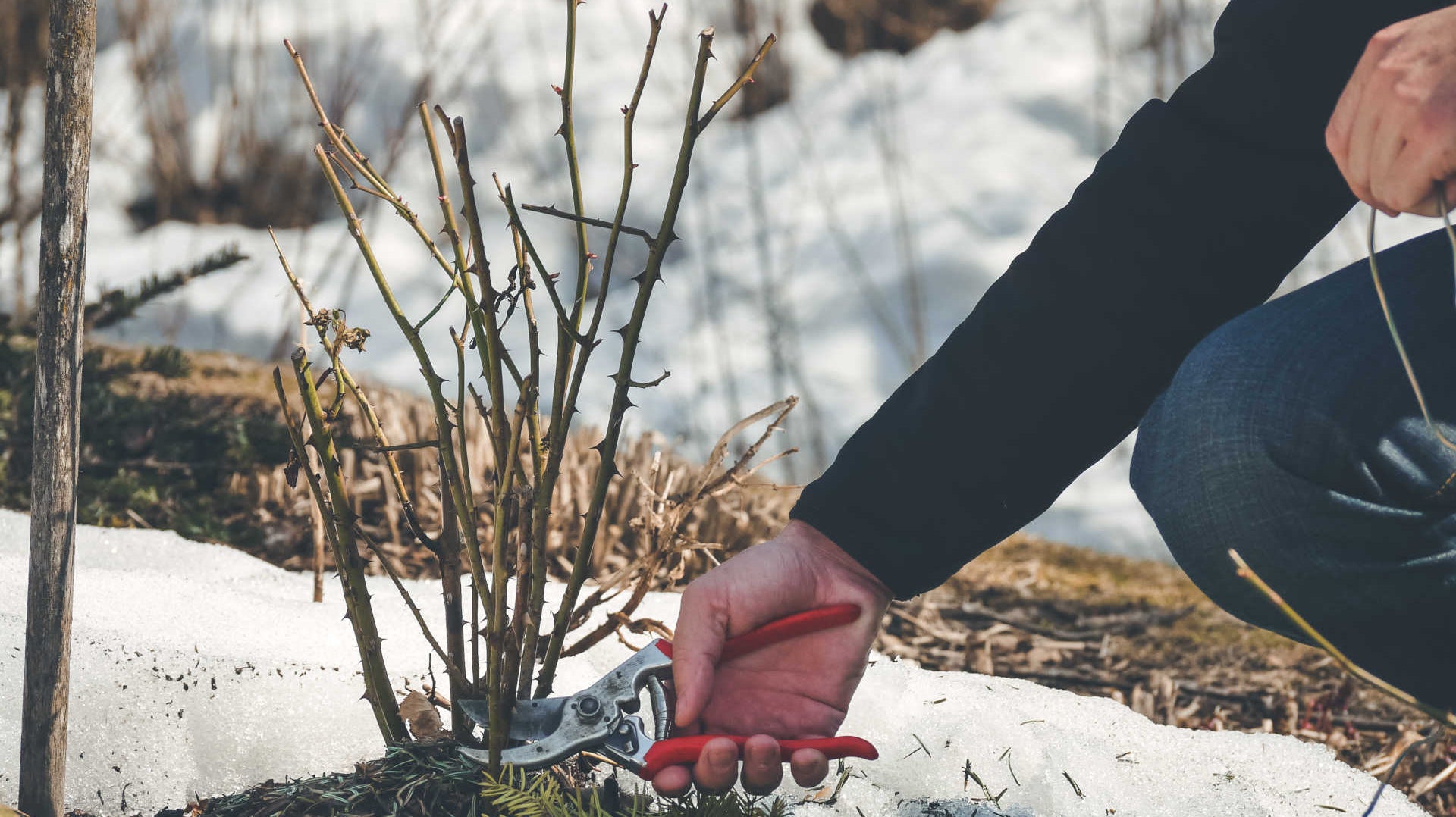 3 Essential Ways to Clean Up Your Garden Beds for Winter